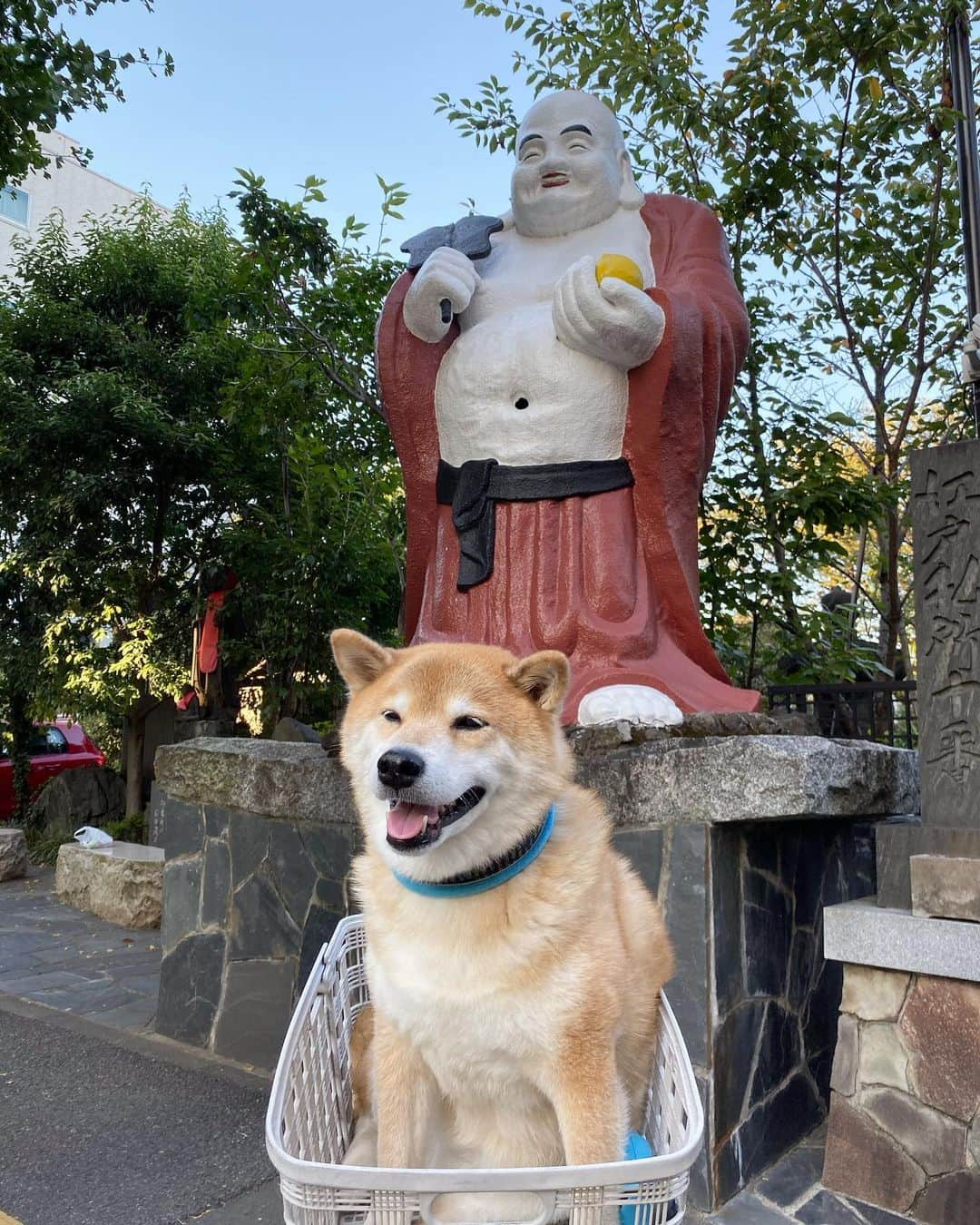 まる（まるたろう）さんのインスタグラム写真 - (まる（まるたろう）Instagram)「Be smile on Monday!✨🐶☺️✨通行人の皆様、今日も元気にいってらっしゃーい！ #まる達がお見送りしてあげるね #頑張ってきてね #辛かったら無理しないでいいんだからね #月曜日は笑顔で頑張る日」10月7日 9時30分 - marutaro