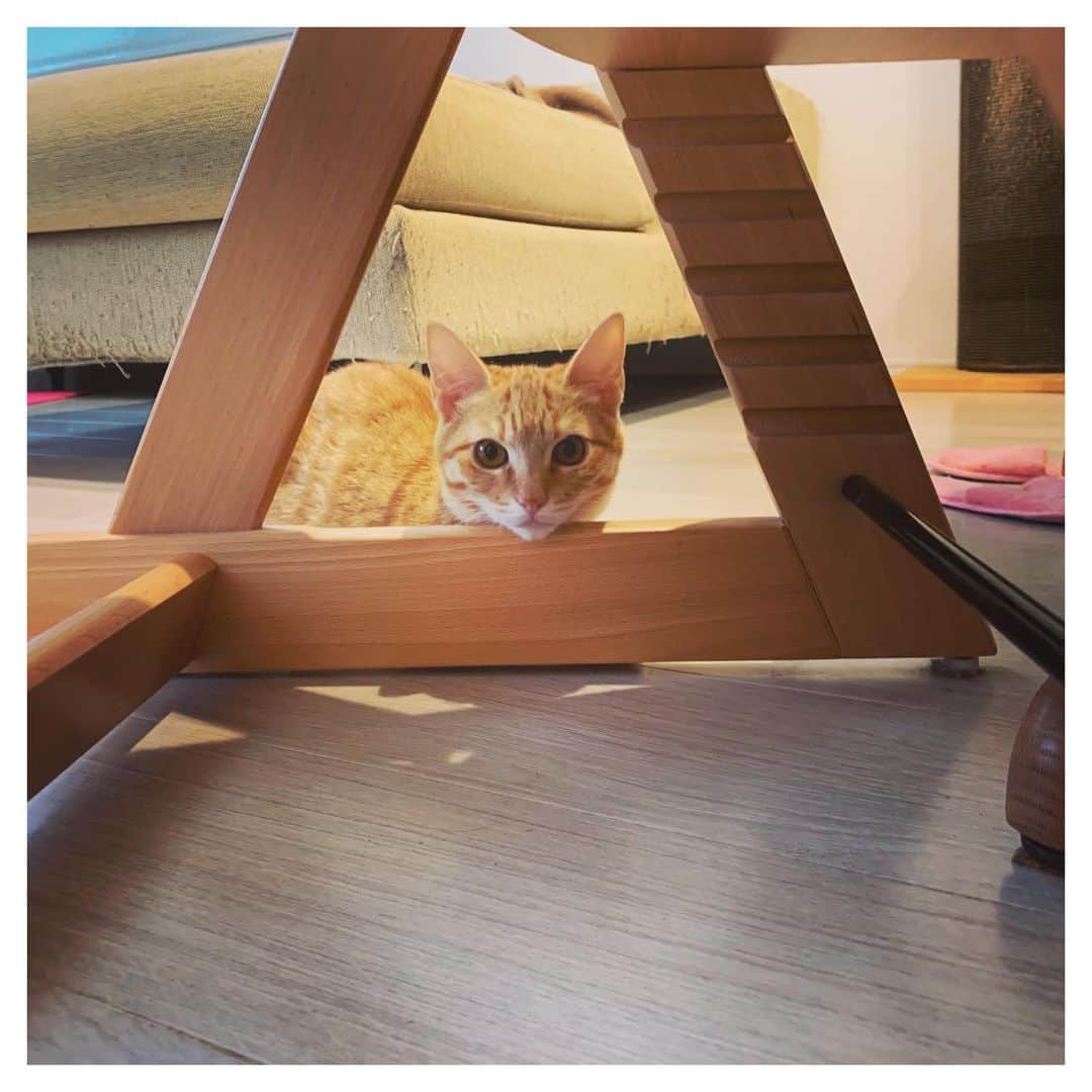 kainatsuさんのインスタグラム写真 - (kainatsuInstagram)「おとは、保護猫です。 「ネスタ猫の会」という保護猫団体の皆さんが開催している譲渡会にふらりと訪れたときに出会いました。 運命的なものを感じ、その場で譲渡主として名乗りをあげ、数日後にはトライアルを始めました。  トライアルを始めてすぐに、生まれつき家猫であるぐーちゃんとはやはり色々なところが違うなと感じました。 人や見知らぬ環境への警戒心の高さや、食べ物への執着など。  同時に、他の猫を初めて目の当たりにしたぐるりの戸惑いもなかなかのものでした。  でも保護主さんからの助言を頂きながら、この1ヶ月少しずつ少しずつ状況は変化していき、色んなバランスが整っていき、猫も人間もひとつ屋根の下で安心して心地よく暮らしていく為の道すじが見えてきました。 ＊  私は「ペット＝愛玩動物」という言葉が好きではありません。 彼らは、ひとつ屋根の下で暮らす紛れもない「家族」です。 ぐるりやおとと暮らすことを決めたのは人間である私。その選択に対する責任、大切な命と生きる時間を預かり守る立場であることへの責任は絶対ですが、極論に聞こえるかもしれないけどその関係には上も下もないと思っています。 それだけ、私が彼らに貰うものは余り多くある、ということです。  これからの彼らの「猫生」が少しでも豊かなものになることを願い、彼らの日々の表情や振る舞いをそばで感じ、呼吸を合わせ、ことばを越えたところで繋がっていけたら。 そして、1日でも長く彼らと共に生きていけたら。 その為に出来うる限りの心と愛情を注いでいきたいです。 #oto_no_koto #保護猫」10月7日 10時07分 - natsugram_life