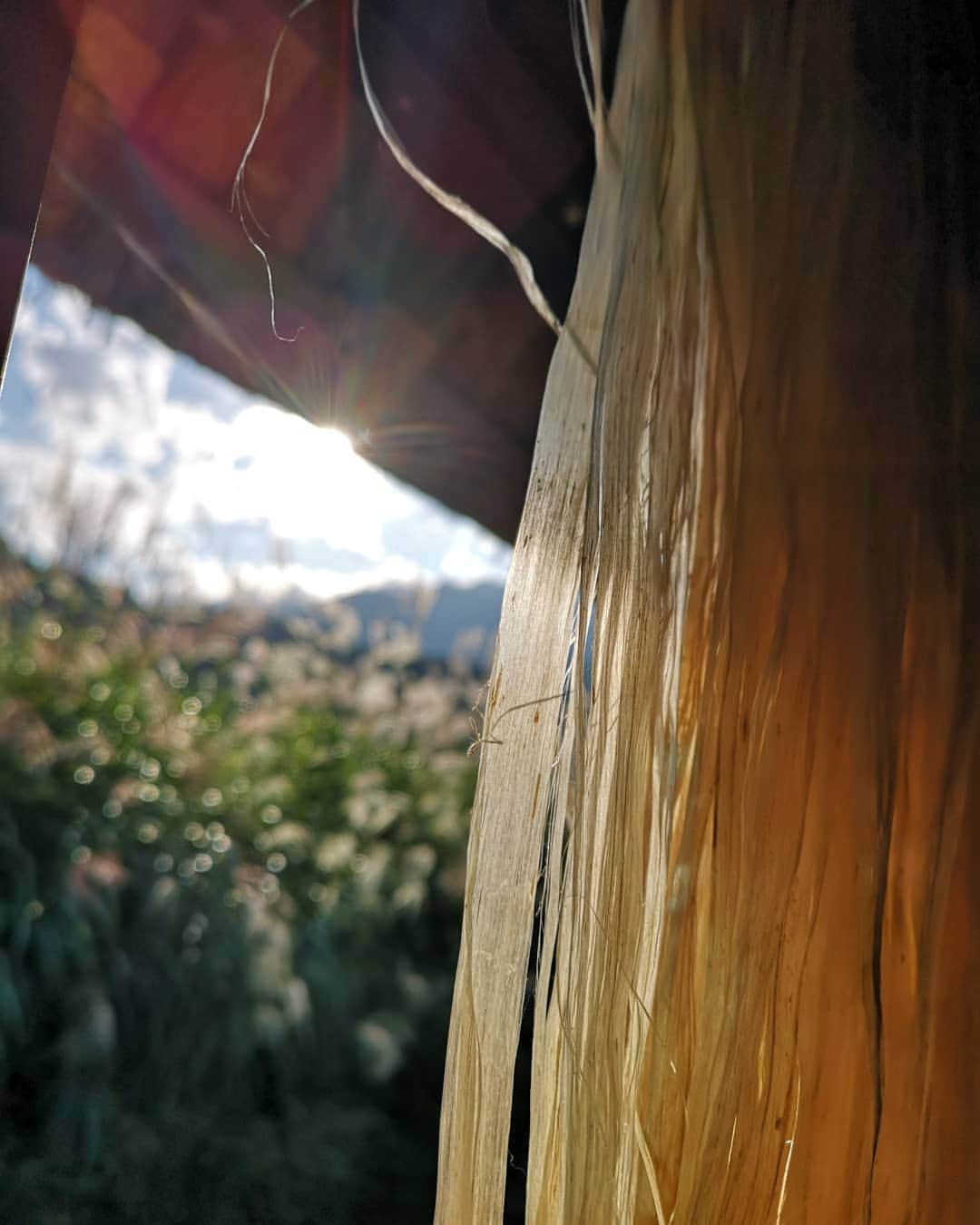 ASAFUKU(麻福)さんのインスタグラム写真 - (ASAFUKU(麻福)Instagram)「世界遺産・白川郷（岐阜県）の 田島家養蚕展示館 にご縁をいただき、１１月上旬まで麻福商品の販売コーナーを設けさせていただいてます。  白川郷の茅葺き屋根の下層に麻のオガラを敷き詰めていることはご存じでしょうか。茅葺き屋根の一番下の層は、麻幹（おがら）が使われています。  繊維部分である茎の表皮は精麻や糸などに。一緒にパチリとした写真がお気に入りです。  Asafuku pop-up shop in Shirakawa-go whose the roofs are made of thatch and hemp-stalks.  #白川郷 #shirakawa #茅葺き屋根 #麻幹 #おがら #麻のある生活 #ヘンプ #hemp #asa #麻 #麻福 #asafuku」10月7日 10時28分 - asafukuhemp