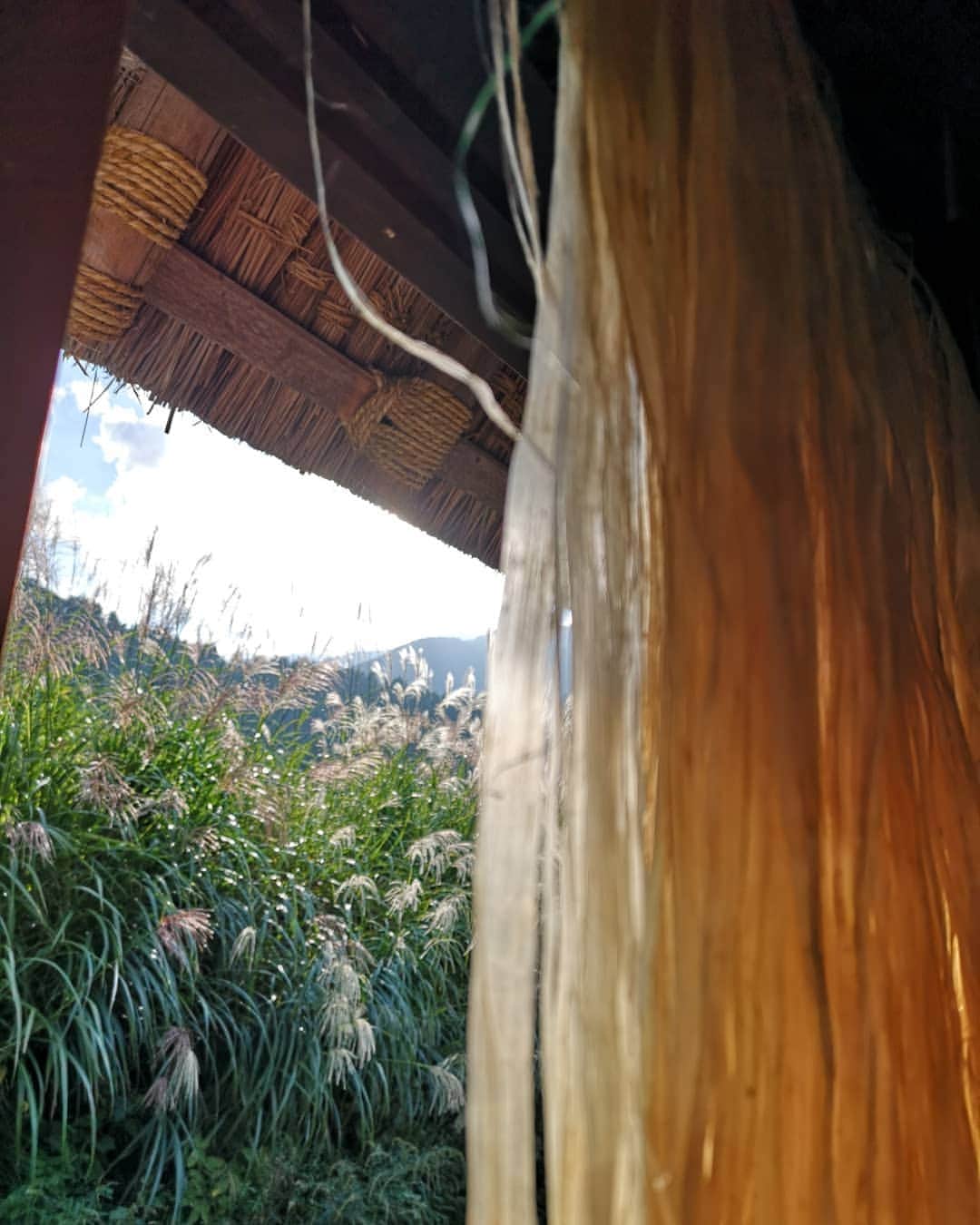 ASAFUKU(麻福)さんのインスタグラム写真 - (ASAFUKU(麻福)Instagram)「世界遺産・白川郷（岐阜県）の 田島家養蚕展示館 にご縁をいただき、１１月上旬まで麻福商品の販売コーナーを設けさせていただいてます。  白川郷の茅葺き屋根の下層に麻のオガラを敷き詰めていることはご存じでしょうか。茅葺き屋根の一番下の層は、麻幹（おがら）が使われています。  繊維部分である茎の表皮は精麻や糸などに。一緒にパチリとした写真がお気に入りです。  Asafuku pop-up shop in Shirakawa-go whose the roofs are made of thatch and hemp-stalks.  #白川郷 #shirakawa #茅葺き屋根 #麻幹 #おがら #麻のある生活 #ヘンプ #hemp #asa #麻 #麻福 #asafuku」10月7日 10時28分 - asafukuhemp