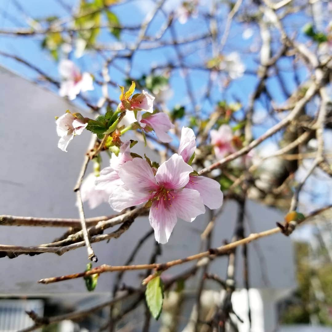 前園真聖さんのインスタグラム写真 - (前園真聖Instagram)「季節外れの桜が咲いた🌸 #季節外れの桜 #桜 #前園真聖」10月7日 10時25分 - maezono_masakiyo