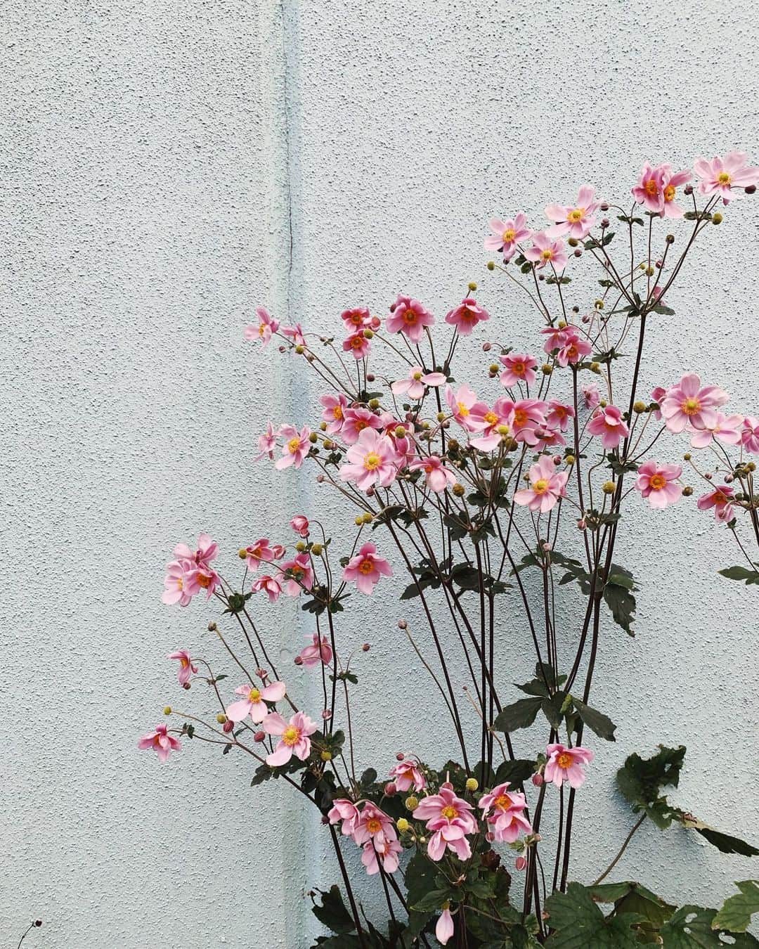 ジュジュのインスタグラム：「...♡" . . 坊のくれたお花みーっけ🌸 .」