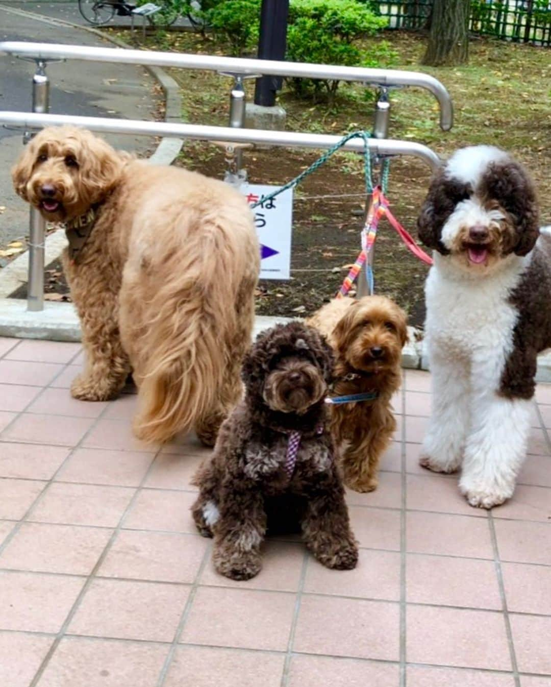 工藤静香さんのインスタグラム写真 - (工藤静香Instagram)「会う度に走り寄り、私の足にしがみつき、顔をスリスリしてくれるワンちゃん💕可愛くて撫で撫でしたらアムちゃんがなんと！威嚇をしてその子をどかし、マネをしようと試みました笑笑 注、腰を振られている訳ではありません🤣🤣 ワンちゃんも焼きもちを妬くのです。 お友達と記念撮影。」10月7日 10時40分 - kudo_shizuka