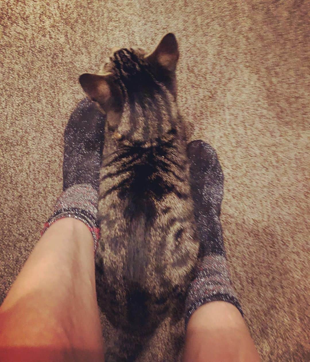 田中杏子さんのインスタグラム写真 - (田中杏子Instagram)「座ってると、足元にやってくる。 抱っこしてと膝上に飛び乗ってくる。 そして、ジーッと見つめてくる。  甘えん坊ベニ💕💕💕💕 #akotanaka #beni_neko #猫 #neko #保護猫」10月7日 10時48分 - akoakotanaka