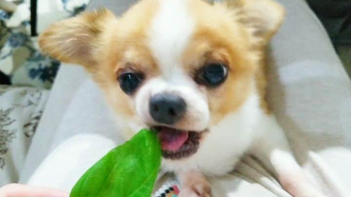 石関友梨のインスタグラム：「バジル、ハムハム(´ ˙꒳˙ `) #チワワ #バジル #ユニ歯がないの」