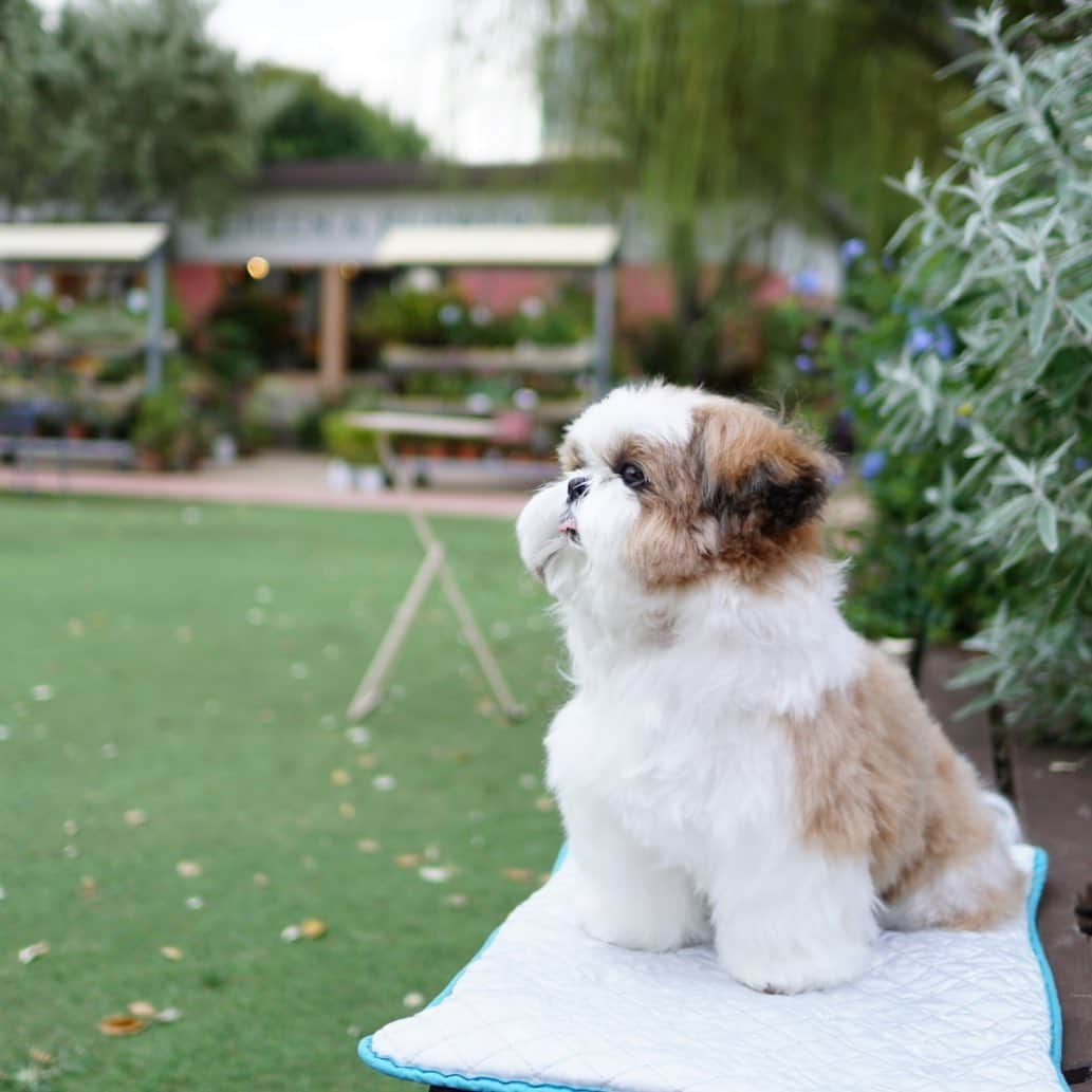 水嶋はちさんのインスタグラム写真 - (水嶋はちInstagram)「Nice breeze, isn't it? 🐶💛 * * みなさん おはようございます。 日の光を浴び、風を感じ、鳥さんや植物の声を聞いているボクです。 ボクは毎日の生活の中にわずかな時間でもゆとりや楽しみが入っているだけで、心身ともに違ってくると思っています。風があって光を受ける、ただそれだけですが自然はボクを今日も元気にしてくれます🐶💛 * * #はち #HACHI #シーズー大好き部 #まるりん来ないかな」10月7日 11時05分 - haruko_mizushima