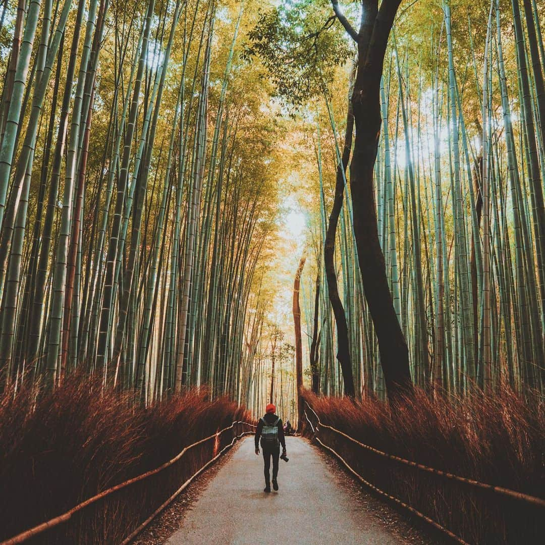 Kyle Kuiperのインスタグラム：「🎋🍂🚶🏻‍♂️🍂🎋」