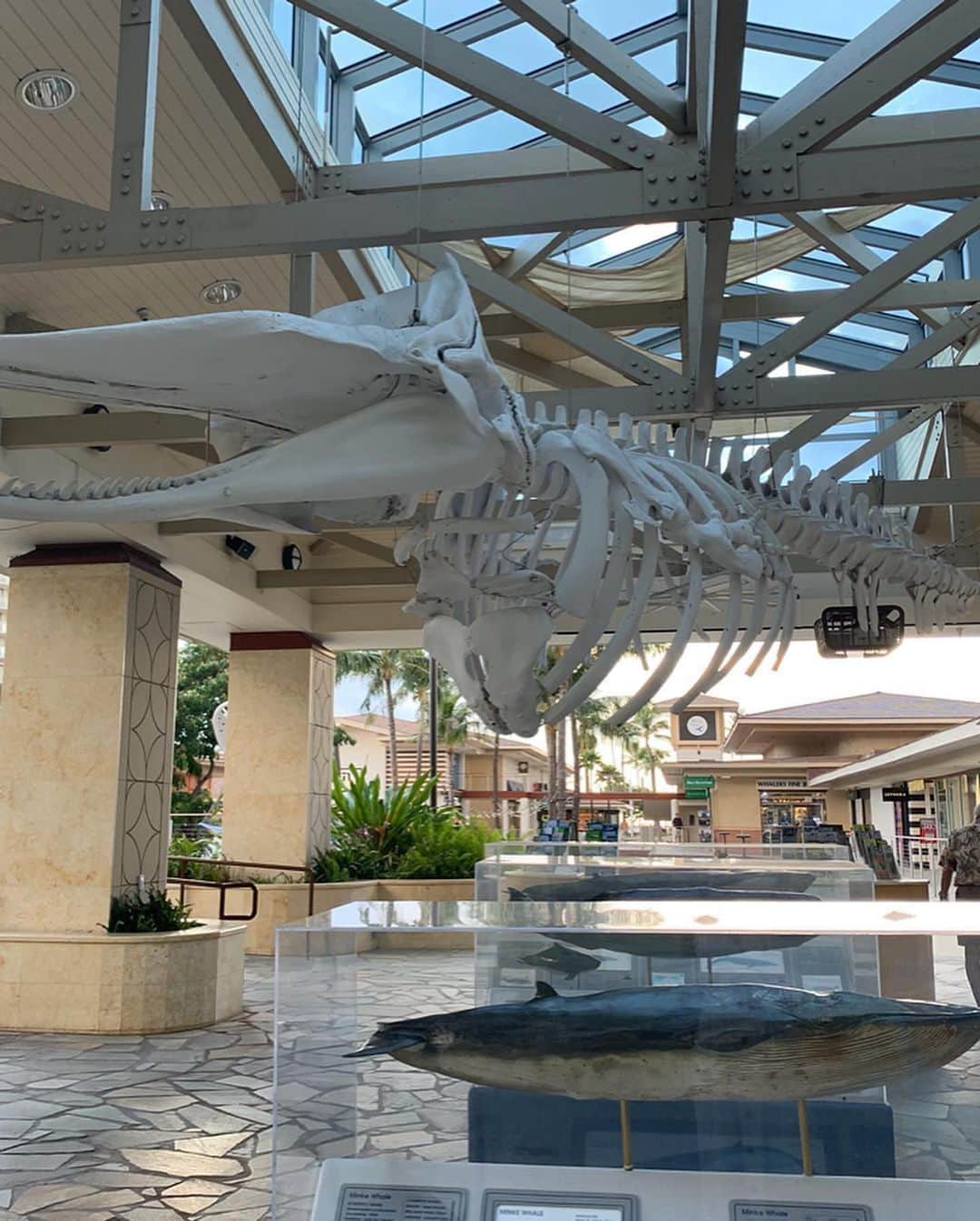 高松いくさんのインスタグラム写真 - (高松いくInstagram)「Hotelからシャトルバスで行ける whalers village shopping center へ🙌  どんなに食べても、 ジェラートやアサイーボウル、スムージーは別腹よね😋  るるぶにも載ってた ショッピングモール内にある 『Ono jelato』と 『Choice health bar』へ。  マウイ島でアサイーボウルやスムージーを買う時、名前を聞かれて、 出来上がったら呼ばれるんだけど、 スッゴイ大きい声で強めに 「IKU！！」 って呼ばれるから いつもビックリして慌てて取りに行く（笑）  でも、下の名前で呼ばれると やっぱり嬉しいし。 アットホーム感あって その場にいやすくなる。  ここでお写真をと言わんばかりに パイナップル🍍チェア（笑） もちろんすっ飛んで姉を巻き込んみパシャリww  Whalers Village ショッピングモールの入口には、その名の通り、クジラがお出迎えしてくれます！ 大きなクジラの骨のオブジェ🐋 解剖学的な見方をするとそれもまた興味深かった🤔✨ _ _ 🦷 🦷 🦷 歯医者さんは、どんな感覚で視点でこのオブジェを見るのだろうか（笑）✨ _ _ 💄💅ヘアメイクの仕事をしてる姉は 『SEPHORA』で鼻血が出そうなぐらいテンション上がってて、一生出てこないんじゃないかって感じだった。w  私は、 ハワイアンなキッチンやリビンググッズが揃う 『SoHa Living』に住みたかったw  年下のスコット達の方が 落ち着かれていらっしゃった（笑） 👩 🧑 ここで初めて日本語が聞こえて振り返ると日本人が！！ ここで初めて日本人2組とあって 最後に1組Paiaで会ったぐらいで あとは本当に日本語も聞こえず会わなかったなー！🌴🌺 #maui #whalersvillage #shopping #food #eat #ice #gelato #acaibowl #smoothie #calafell #hawaii #hawaii #trip #旅 #タビジョ #keen #shoes #sandals #ワンピース に合う #靴」10月7日 11時53分 - iku_takamatsu_trip_sup_yoga