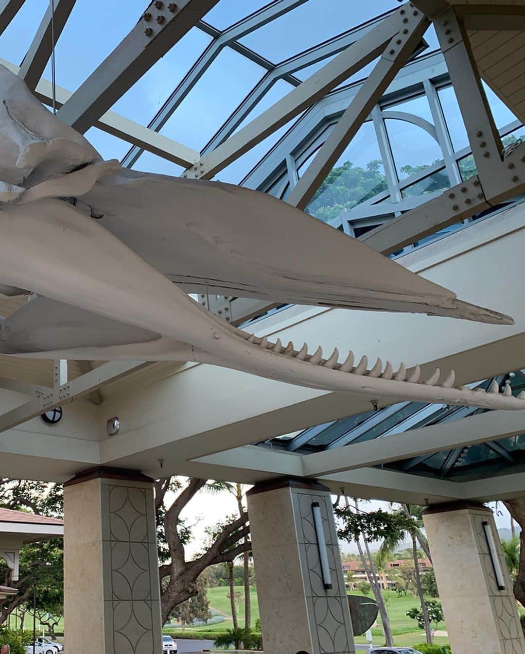 高松いくさんのインスタグラム写真 - (高松いくInstagram)「Hotelからシャトルバスで行ける whalers village shopping center へ🙌  どんなに食べても、 ジェラートやアサイーボウル、スムージーは別腹よね😋  るるぶにも載ってた ショッピングモール内にある 『Ono jelato』と 『Choice health bar』へ。  マウイ島でアサイーボウルやスムージーを買う時、名前を聞かれて、 出来上がったら呼ばれるんだけど、 スッゴイ大きい声で強めに 「IKU！！」 って呼ばれるから いつもビックリして慌てて取りに行く（笑）  でも、下の名前で呼ばれると やっぱり嬉しいし。 アットホーム感あって その場にいやすくなる。  ここでお写真をと言わんばかりに パイナップル🍍チェア（笑） もちろんすっ飛んで姉を巻き込んみパシャリww  Whalers Village ショッピングモールの入口には、その名の通り、クジラがお出迎えしてくれます！ 大きなクジラの骨のオブジェ🐋 解剖学的な見方をするとそれもまた興味深かった🤔✨ _ _ 🦷 🦷 🦷 歯医者さんは、どんな感覚で視点でこのオブジェを見るのだろうか（笑）✨ _ _ 💄💅ヘアメイクの仕事をしてる姉は 『SEPHORA』で鼻血が出そうなぐらいテンション上がってて、一生出てこないんじゃないかって感じだった。w  私は、 ハワイアンなキッチンやリビンググッズが揃う 『SoHa Living』に住みたかったw  年下のスコット達の方が 落ち着かれていらっしゃった（笑） 👩 🧑 ここで初めて日本語が聞こえて振り返ると日本人が！！ ここで初めて日本人2組とあって 最後に1組Paiaで会ったぐらいで あとは本当に日本語も聞こえず会わなかったなー！🌴🌺 #maui #whalersvillage #shopping #food #eat #ice #gelato #acaibowl #smoothie #calafell #hawaii #hawaii #trip #旅 #タビジョ #keen #shoes #sandals #ワンピース に合う #靴」10月7日 11時53分 - iku_takamatsu_trip_sup_yoga
