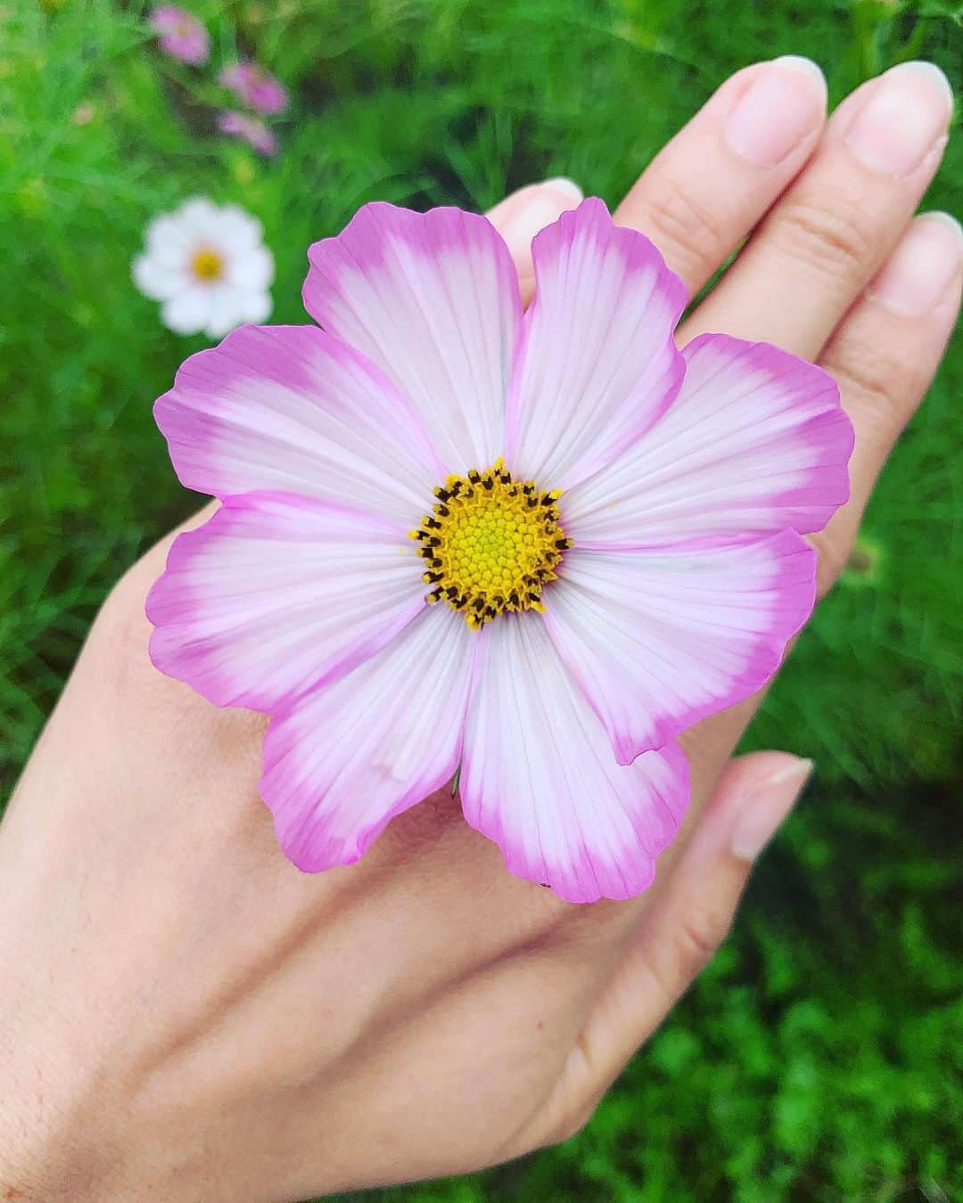 若林翔子のインスタグラム：「*﻿ *﻿ ﻿ たーくさんのコスモスに囲まれてます♡﻿ ﻿ ﻿ ﻿ #コスモス #秋桜 #オレンジ #黄色 #ピンク﻿」