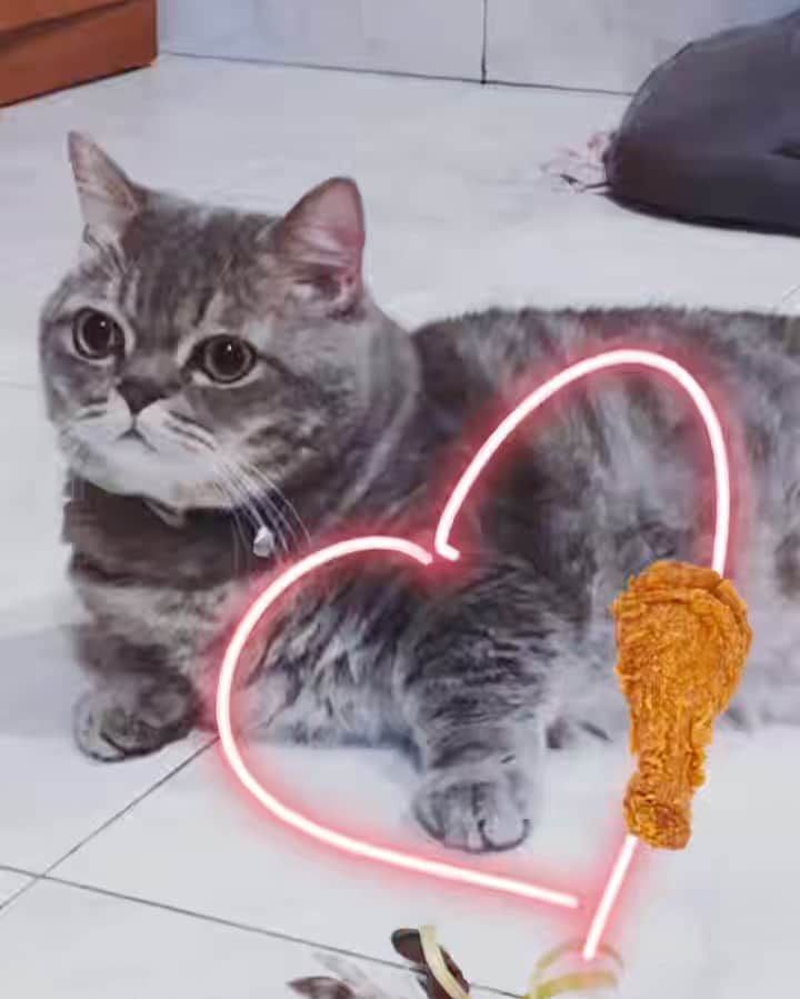 Pancakeのインスタグラム：「...I think the furry drumstick deserves a repost.... 🍗 #cats #catstagram #catsoninstagram #catsofinstagram #sgcats #pets #petlovers #pancake #petstagram #thedailykitten  #instagramcats #munchkincats #neko #ねこ #マンチカン」