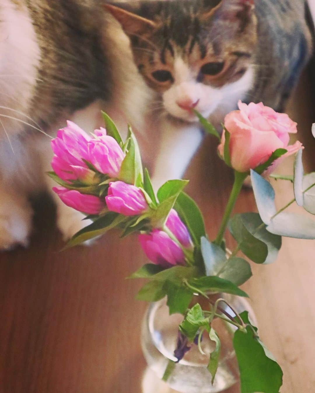 ダーブロウ有紗さんのインスタグラム写真 - (ダーブロウ有紗Instagram)「💐🐈 @bloomeelifeさんから季節のお花が届きました🌷 * 💠ばら(ピンクジューク) 💠クレマチスデュランデイ 💠りんどう 💠ユーカリ  お花を久しぶりに飾ったんだけどやっぱり部屋がパッと明るくなるうような気がします✨ 家猫のダンボも興味津々🐈(はじめて花を見たらしい🌼) 癒しがまた一つ増えました☺️ * * これから定期的にお花飾ってみようかな☻  初回のお花がプレゼントされるクーポンを頂いたので、 お花好きの方、お花のある生活を試してみたい方はぜひ💐🎁💝 ■初回お届け無料クーポンコード：HANA112 ■有効期限：2019年12月31日 #bloomeelife  #お花のある暮らし」10月7日 14時25分 - alisadurbrow