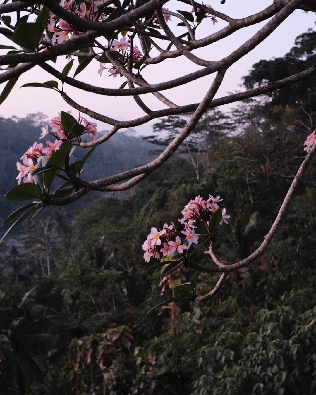 Fueguia 1833のインスタグラム：「🇮🇩 Indigenous from Central America. We produce our absolute extract in Chennai India. At night the flowers become most fragrant in order to lure the sphinx moths. #fueguia #botanic #perfume #frangipani #plumeria#ubud」