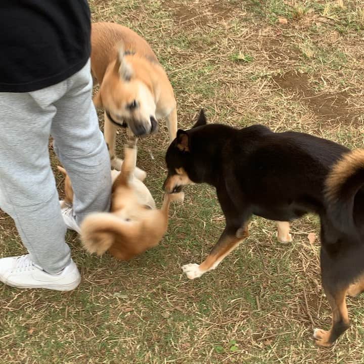 のインスタグラム：「. . だいずだっておこるんだからね‼︎ なだいずくん。 怒り方😂全然こわくない笑。 . .  やっと涼しくなったので ひさしぶりにドッグランへ‼︎ . . やっぱりみんな楽しそう☺️‼︎‼︎ . . ステキなお友達にも出会えました🐕🐕 人懐っこくてかわいかったー😍 . . #だいず #だいず🐕💓 #豆柴 #豆柴部  #柴犬 #しばいぬ  #犬のいる暮らし#🐶 #🐕#いぬすたぐらむ #ワンスタグラム #しばすたぐらむ #mameshiba#shibainu#shibastagram #柴犬好きさんと繋がりたい #柴犬のいる暮らし #柴犬ライフ #さぶちゃん🐕💓 #ラテ🐕💓#さぶだいず」