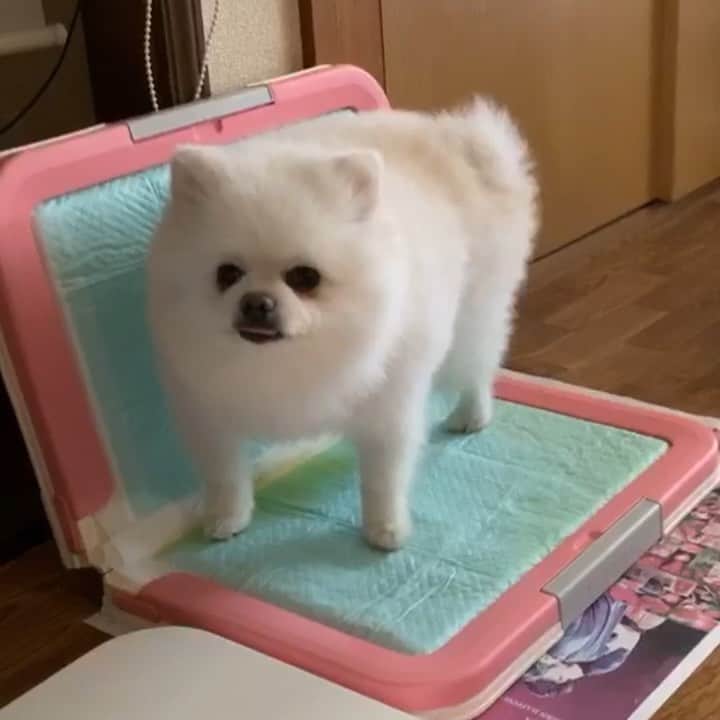 のインスタグラム：「ぽぴっこ忍法💠復活の狼煙の術やっほい🐶✨ #ぽぴっこ忍法 #復活の狼煙 #復活の狼煙をジョロジョロ #狼煙は上げずに足元に放つタイプ #負傷以降初のお家ぽぴっこ #天才児 #ニンニンジョロジョロゆーとりますーはいー #チャチャママ登場 #お食事中の方も今回ばかりはしっかり見て下さい #気品に溢れる男 #白とゴールドのコントラスト #前足にかかっても気にしないワイルドさ #頑張れニコちゃん‼️ #ポメリズム #ポメラニアン #白ポメ #pomeranian」