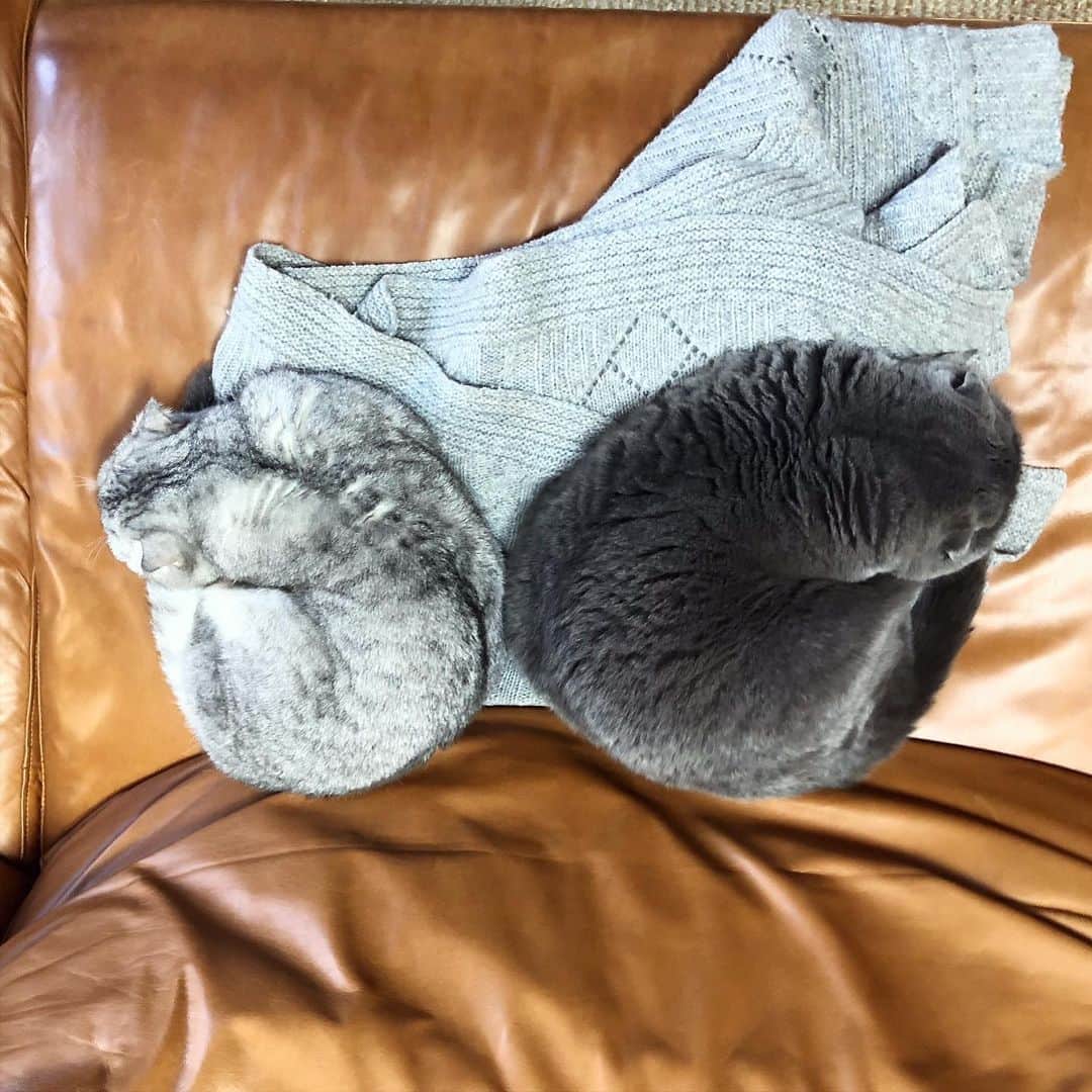 のインスタグラム：「Same same but different. 😹😹😹 #BaconandMaple #catnap」