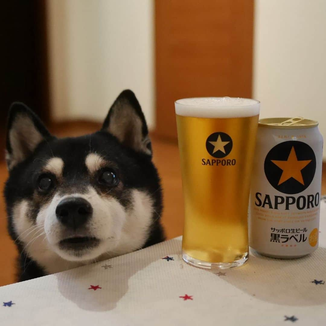 くろさんのインスタグラム写真 - (くろInstagram)「本日もお疲れちゃんでした🍺 #目線の先にはおやつ #お疲れちゃんビール #サッポロ黒ラベル #サッポロ生ビール黒ラベル #黒ラベル #サッポロビール #sapporobeer #lovebeer #⭐️SAPPORO #黒柴 #柴犬 #和犬 #日本犬 #晩酌犬 #座敷犬 #癒し犬 #犬のいる暮らし #犬のいる生活 #わんこと一緒 #わんこのいる暮らし #柴犬のいる暮らし #柴犬の癒し #柴犬と一緒 #わんこのいる生活 #ふわもこ部 #わんだフォ #わんだふるJapan」10月7日 21時08分 - m6bmw