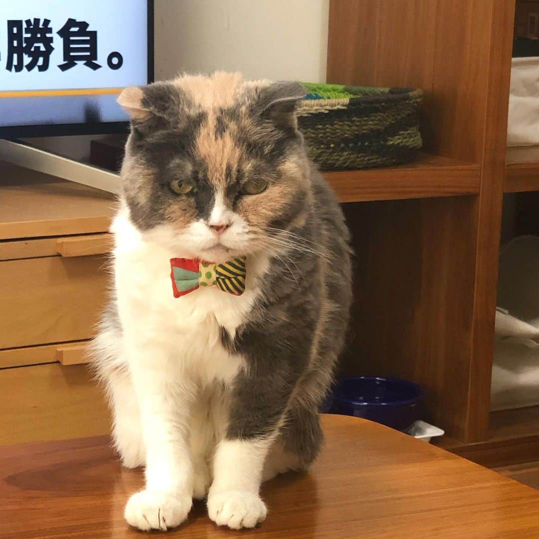 masuneco7さんのインスタグラム写真 - (masuneco7Instagram)「・ 「メッセージ性の強い顔してるなぁ」 なんて思ってたら 出てた、メッセージ。 ↓ 何の「勝負」だよ…。 勝つ気しないよ…。 ・ ・ ・ いつもいいねやコメントありがとうございます。 しばらくの間 コメントのお返事はお休みさせていただきます🙏💦」10月7日 21時21分 - masuneco7