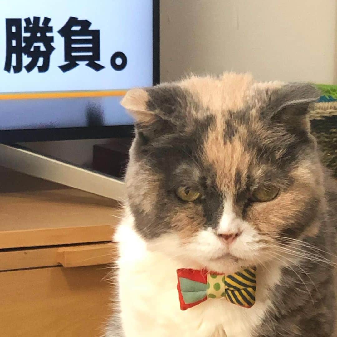 masuneco7さんのインスタグラム写真 - (masuneco7Instagram)「・ 「メッセージ性の強い顔してるなぁ」 なんて思ってたら 出てた、メッセージ。 ↓ 何の「勝負」だよ…。 勝つ気しないよ…。 ・ ・ ・ いつもいいねやコメントありがとうございます。 しばらくの間 コメントのお返事はお休みさせていただきます🙏💦」10月7日 21時21分 - masuneco7