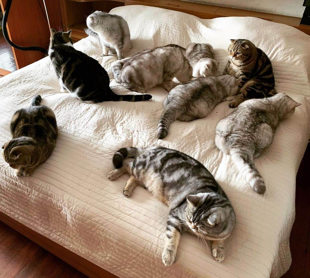 Roku Rokuのインスタグラム：「Family Catnip buffet 😸 #The9LivesCrew」