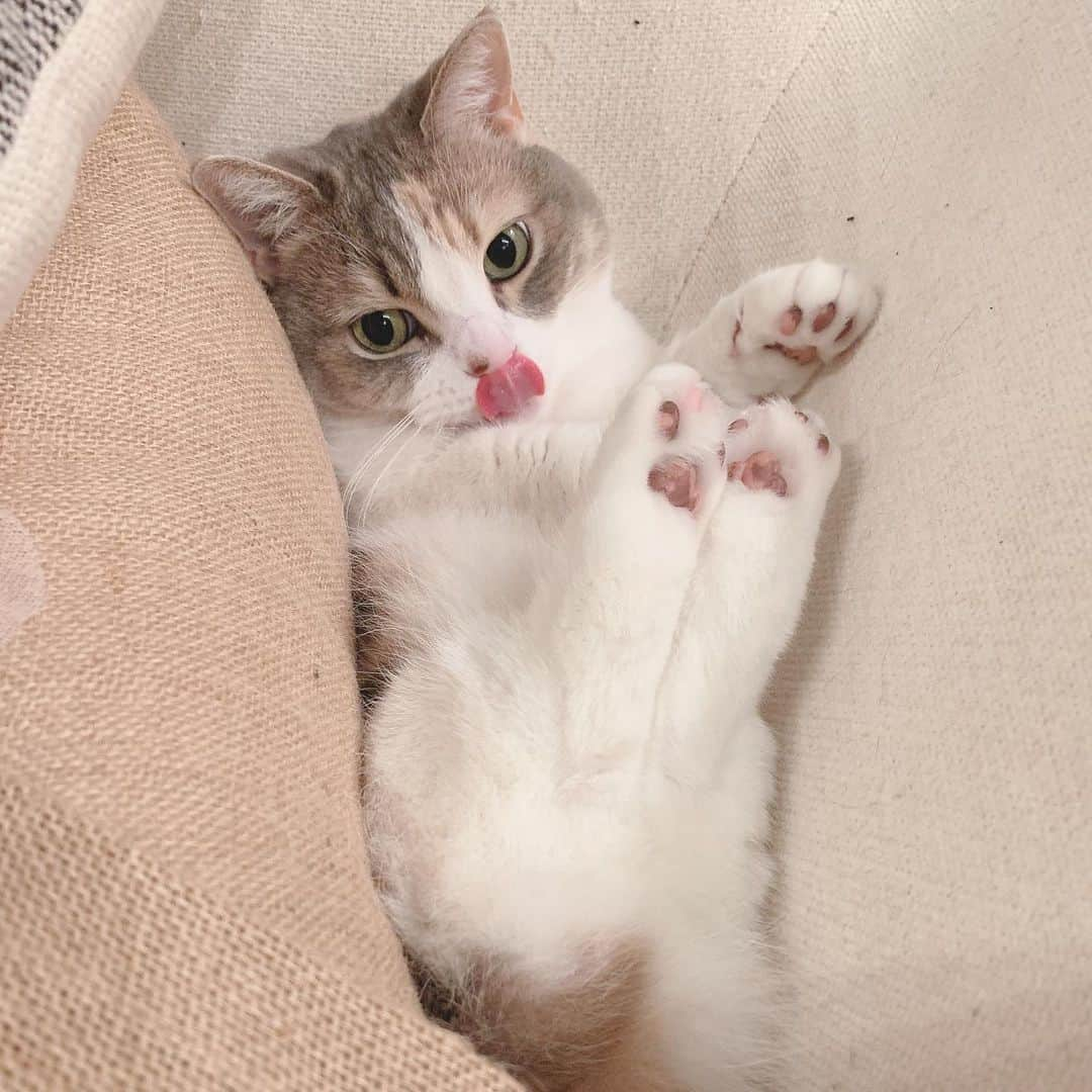 高橋みなみのインスタグラム：「ソファの溝にはまって落ち着いてる🥺 可愛いがすぎる、、 #catstagram  #cat  #ふわもこ部  #マンチカン  #cute  #love #happy」