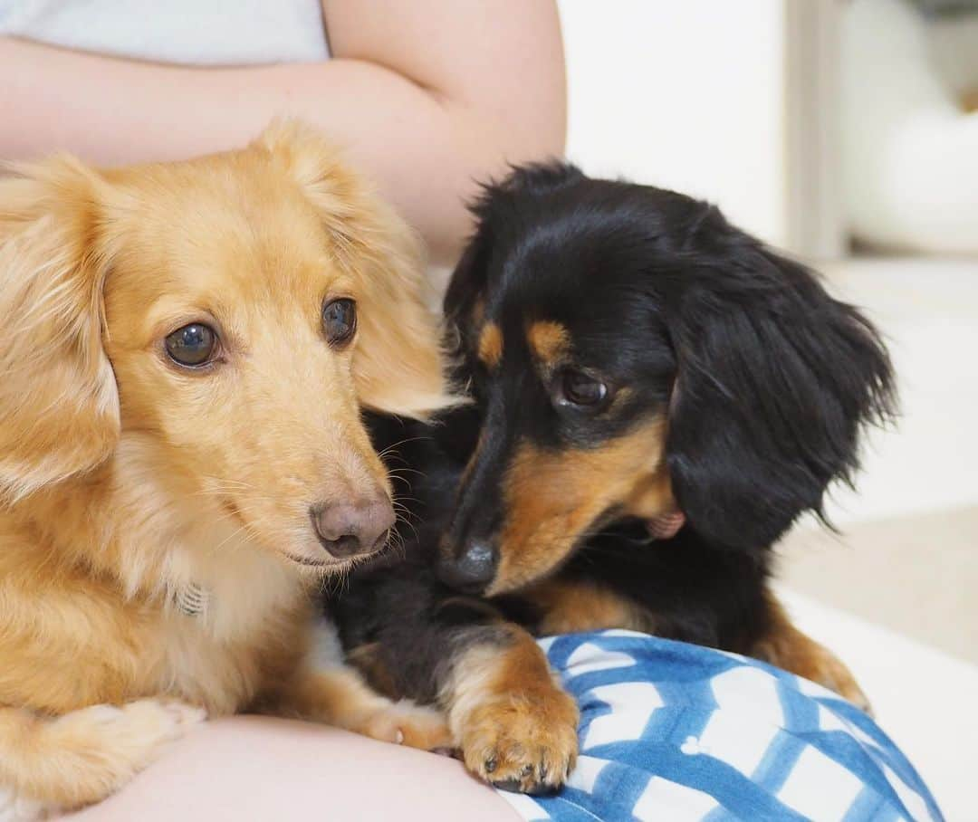 Sora Momoさんのインスタグラム写真 - (Sora MomoInstagram)「お父さん待ってるそらともも🐶🐾🐶 ☺︎ そろそろお父さんが返って来る頃だなぁって思うらしくて お姉ちゃんの膝の上に乗って玄関の方をじっと見てる ☺︎ そらはずっと玄関を見てるのに ももはカメラ目線😅 なかなか帰って来ないと寝ちゃってる😆 そらがもも起きてってペロペロ💦 嫌がってた割にすぐやめたらしばらくじっとそらを見てるもも😂 でもちゃんとそらに習って玄関の方を見ることにしたみたい😊 ☺︎ #お父さんまだかな#そろそろ帰る頃だよね #もう寝る時間だけど#いつも帰るまで落ち着かない#ももはカメラ目線に居眠り#そらは真剣#お帰りの挨拶したら即寝る#おもしろくて#たくさん写真撮っちゃった#仲良し#そらともも #ダックス#ミニチュアダックス #dachshund #miniaturedachshund」10月7日 22時31分 - teratera_sorapu_