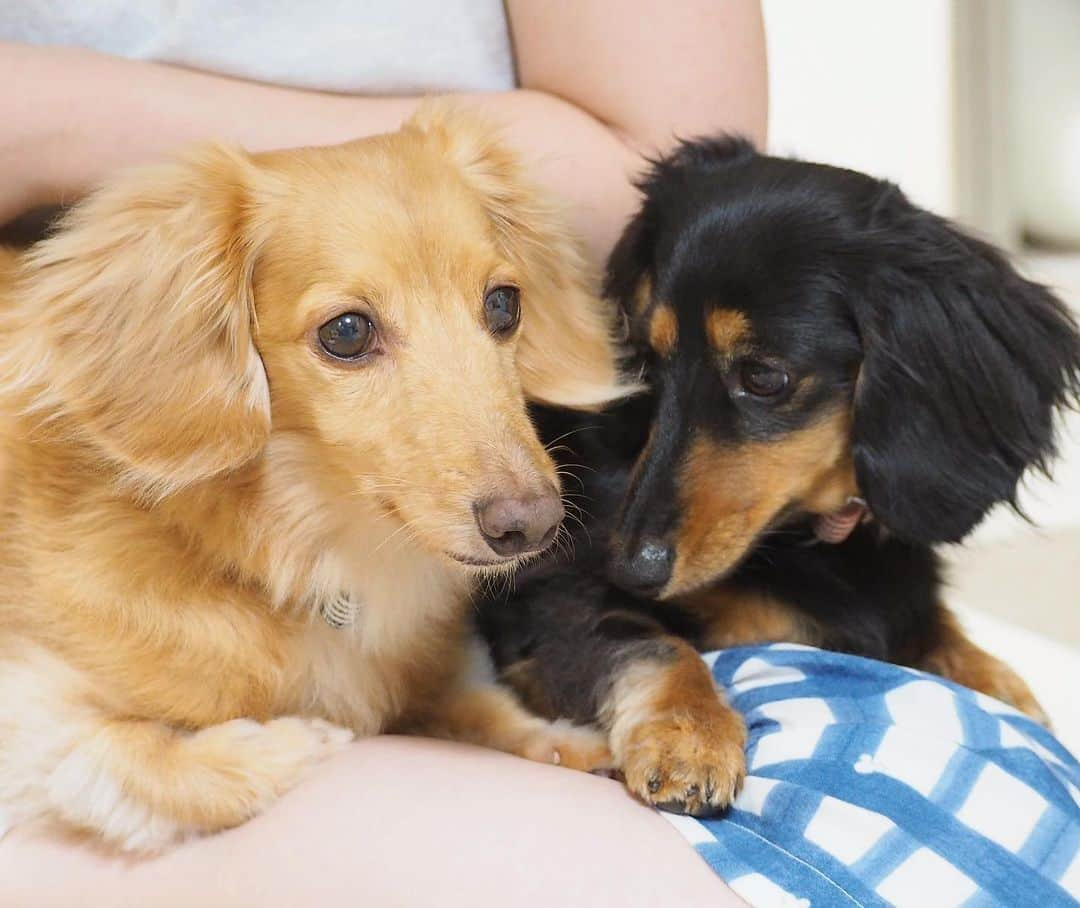 Sora Momoさんのインスタグラム写真 - (Sora MomoInstagram)「お父さん待ってるそらともも🐶🐾🐶 ☺︎ そろそろお父さんが返って来る頃だなぁって思うらしくて お姉ちゃんの膝の上に乗って玄関の方をじっと見てる ☺︎ そらはずっと玄関を見てるのに ももはカメラ目線😅 なかなか帰って来ないと寝ちゃってる😆 そらがもも起きてってペロペロ💦 嫌がってた割にすぐやめたらしばらくじっとそらを見てるもも😂 でもちゃんとそらに習って玄関の方を見ることにしたみたい😊 ☺︎ #お父さんまだかな#そろそろ帰る頃だよね #もう寝る時間だけど#いつも帰るまで落ち着かない#ももはカメラ目線に居眠り#そらは真剣#お帰りの挨拶したら即寝る#おもしろくて#たくさん写真撮っちゃった#仲良し#そらともも #ダックス#ミニチュアダックス #dachshund #miniaturedachshund」10月7日 22時31分 - teratera_sorapu_