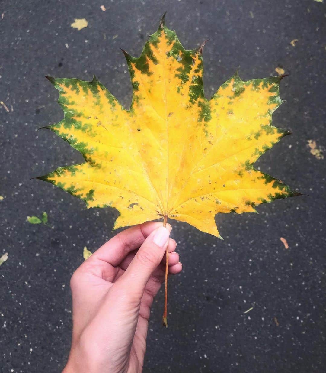 ヴァレンティナ・ゼリャヴァのインスタグラム：「Nature’s high five 🖐」