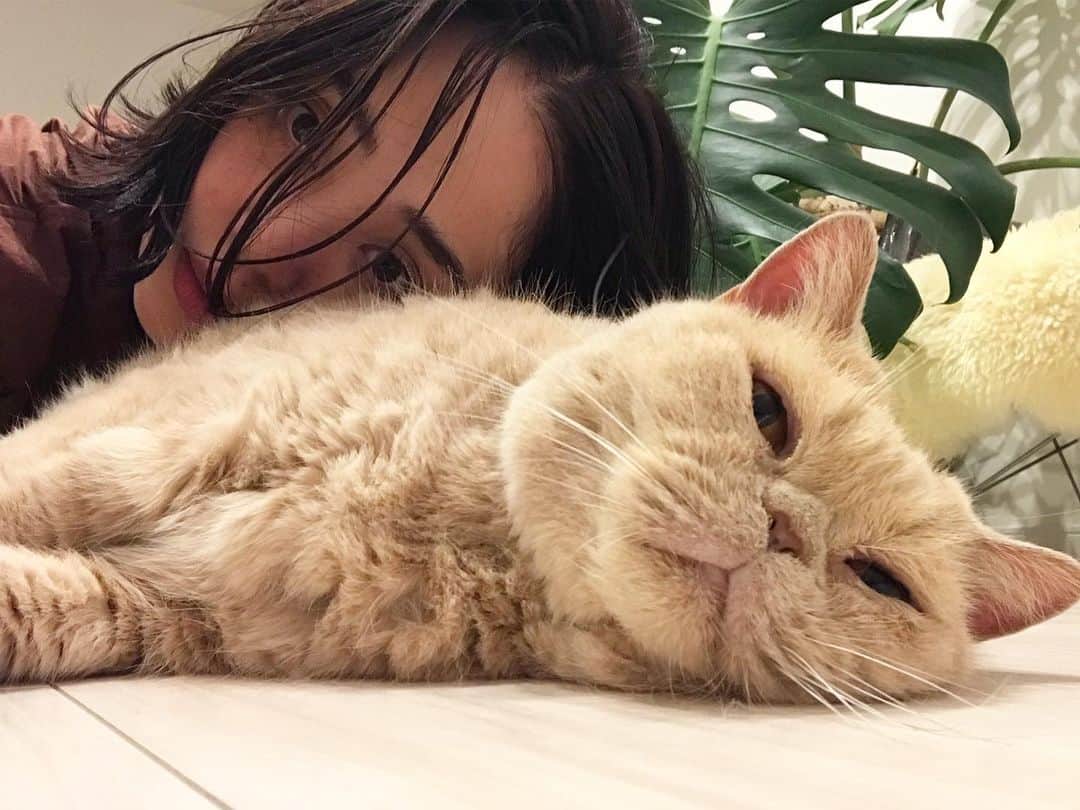 濱中鮎子のインスタグラム：「お嬢を寝かしつけた後、この方の甘々タイムが待っている。😻 #雨の夜 #おやすみ  #cat #ネコ #小心者の親分 #チャイ坊 #チャイ #chai #britishshorthair #ブリティッシュショートヘア #クラッシュフェイス #ぶチャイく #愛の交歓」
