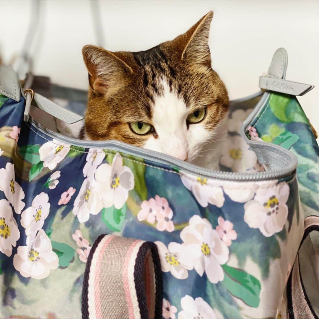 Misty The Moggieのインスタグラム：「Misty is always super helpful when packing just the essentials! ✈️」