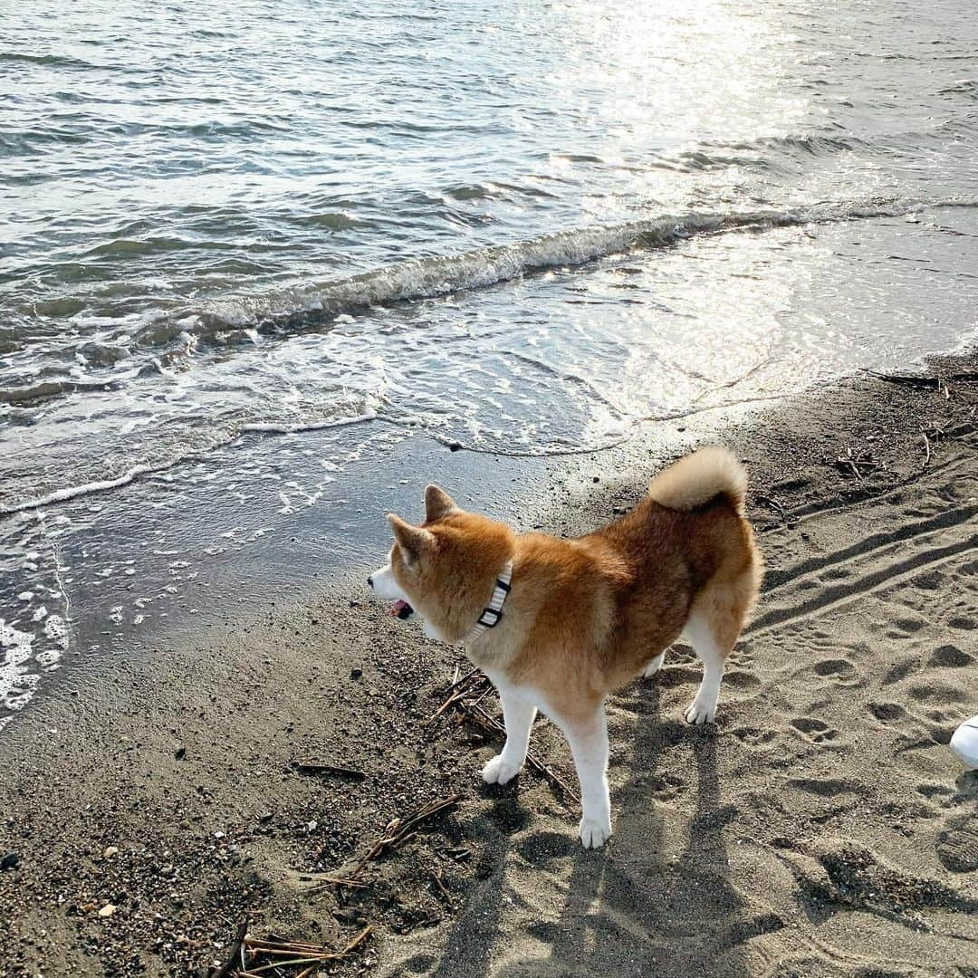 大関れいかさんのインスタグラム写真 - (大関れいかInstagram)「. すっぴんおばさんと犬の思い出たち🐶 この前パパの誕生日なので 実家へ帰ってみんなで久しぶりに ガッツの散歩した〜。 うちの犬が世界一かわみ👼❤️ 喜んでた、すき。 #犬と我のめもりー#ガッツ #shibainu#shibastagram」10月7日 23時34分 - _reikaoozeki