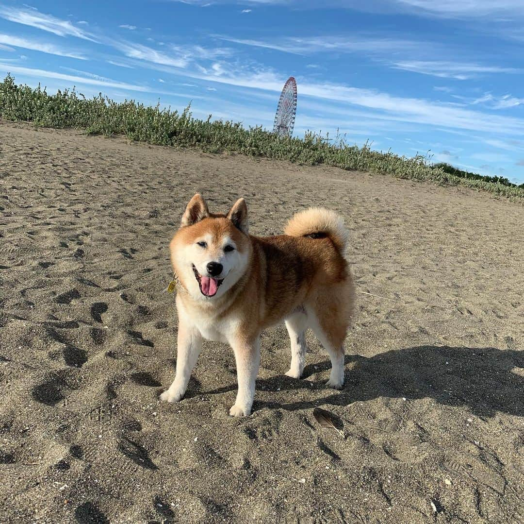 大関れいかさんのインスタグラム写真 - (大関れいかInstagram)「. すっぴんおばさんと犬の思い出たち🐶 この前パパの誕生日なので 実家へ帰ってみんなで久しぶりに ガッツの散歩した〜。 うちの犬が世界一かわみ👼❤️ 喜んでた、すき。 #犬と我のめもりー#ガッツ #shibainu#shibastagram」10月7日 23時34分 - _reikaoozeki