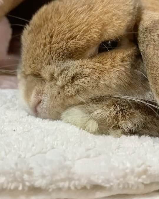 鈴華ゆう子のインスタグラム：「ぺた〜ん。グルーミングしてふわふわなうめちゃん。 #holandrop #rabbit #うさぎ　#ホーランドロップ　#今日のうめ」