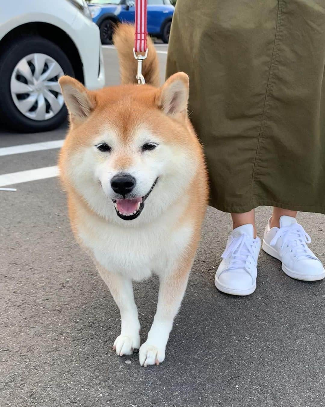 豆柴 サニーちゃんさんのインスタグラム写真 - (豆柴 サニーちゃんInstagram)「. . 柴犬のはなちゃん @debu_shiba も遊びに来てくれました🐻🎶 . もっふもふな癒し系な、はなちゃん💓 しっぽはいつもピーンと立っているんだって〜 くるりん🌀してない柴ちゃん 初めて見た〜☺️可愛い〜💕 . 癒しオーラだけじゃない ワイルドなところもあるのよ〜🐾 ちびすけなんて、相手にもならないわ！ by はなちゃん(9歳) . . ママさんパパさん、もふもふしてくれて ありがとうございました🤗🐻💓 . . #さにたん九州大冒険 #癒しオーラはんぱない #もふもふボディ #柴犬はなちゃん #まつげも可愛い #しっぽがピーン #ガウガウはご挨拶 . #柴犬#豆柴 #赤柴 #まめしばいぬ#まめしば#いぬのきもち#ふわもこ部 #サンデイ#サンデイいぬ組#anicas#shiba_snap #shibainu #shiba#mameshiba #豆柴サニーちゃん」10月8日 11時59分 - sunny_rei_32