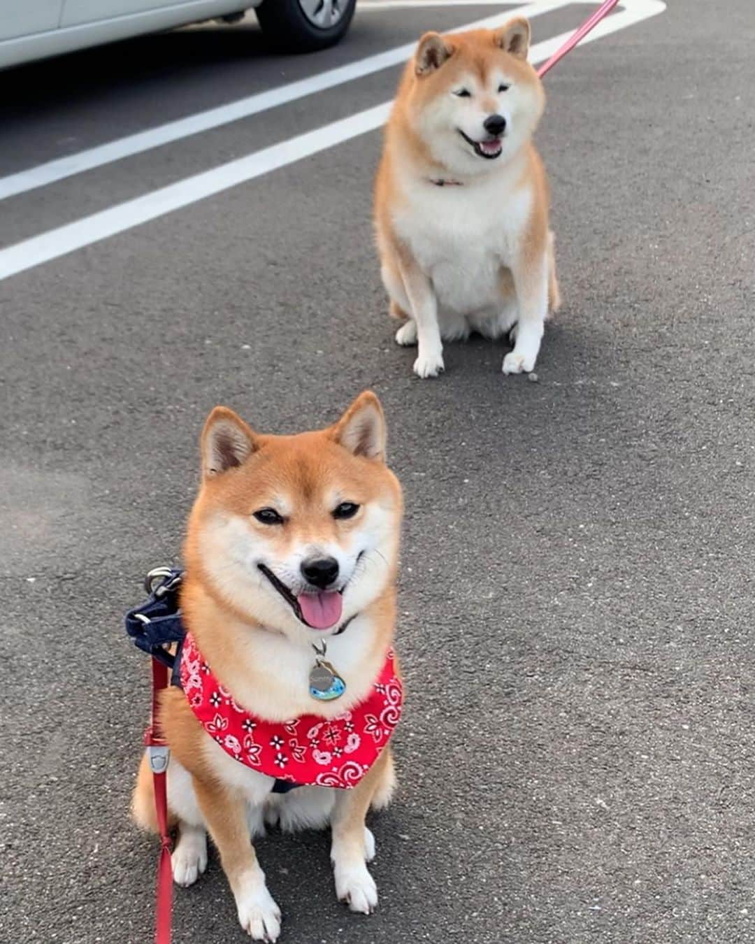 豆柴 サニーちゃんさんのインスタグラム写真 - (豆柴 サニーちゃんInstagram)「. . 柴犬のはなちゃん @debu_shiba も遊びに来てくれました🐻🎶 . もっふもふな癒し系な、はなちゃん💓 しっぽはいつもピーンと立っているんだって〜 くるりん🌀してない柴ちゃん 初めて見た〜☺️可愛い〜💕 . 癒しオーラだけじゃない ワイルドなところもあるのよ〜🐾 ちびすけなんて、相手にもならないわ！ by はなちゃん(9歳) . . ママさんパパさん、もふもふしてくれて ありがとうございました🤗🐻💓 . . #さにたん九州大冒険 #癒しオーラはんぱない #もふもふボディ #柴犬はなちゃん #まつげも可愛い #しっぽがピーン #ガウガウはご挨拶 . #柴犬#豆柴 #赤柴 #まめしばいぬ#まめしば#いぬのきもち#ふわもこ部 #サンデイ#サンデイいぬ組#anicas#shiba_snap #shibainu #shiba#mameshiba #豆柴サニーちゃん」10月8日 11時59分 - sunny_rei_32