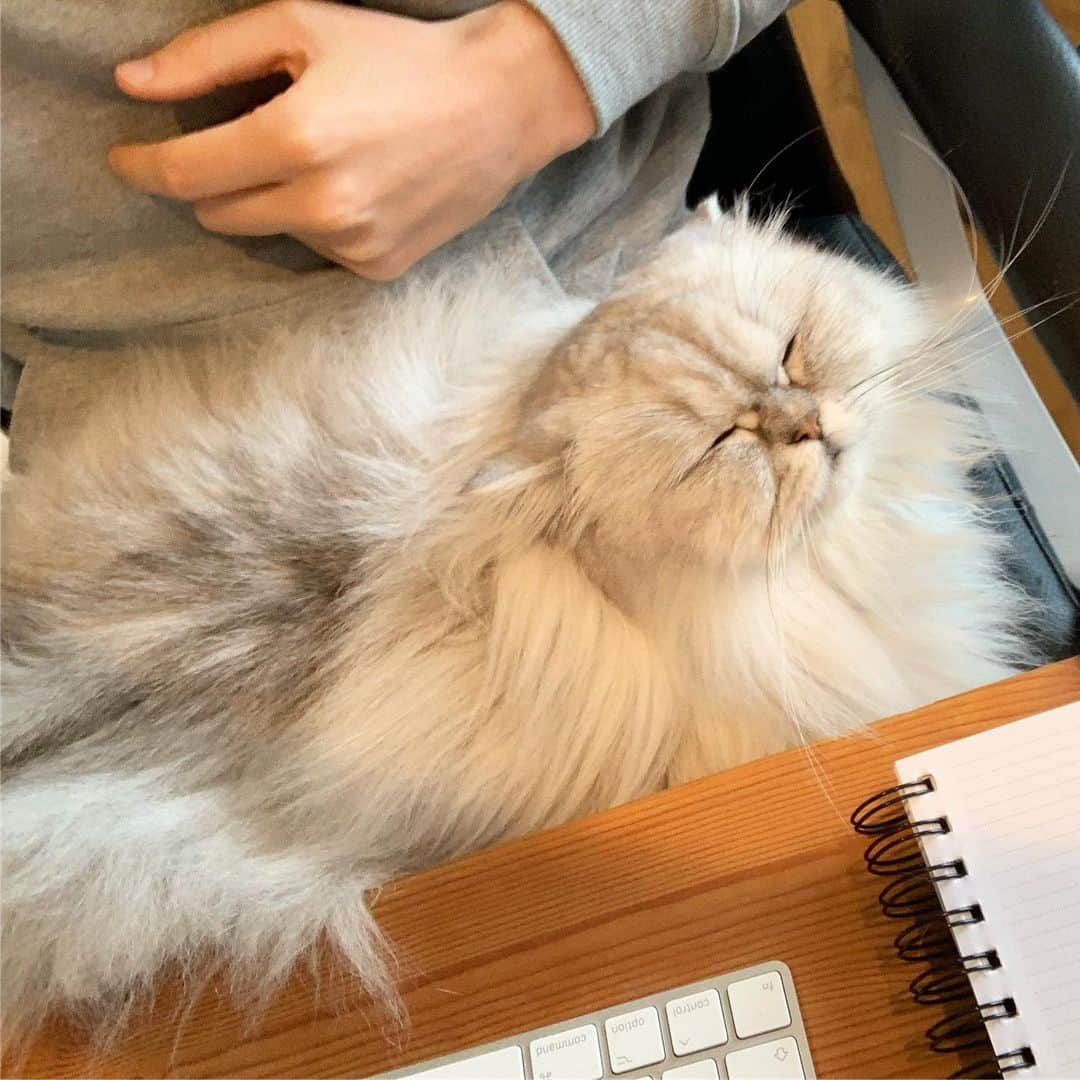 Smoothieさんのインスタグラム写真 - (SmoothieInstagram)「Getting something done with 2 cats around is close to impossible.」10月8日 4時37分 - smoothiethecat