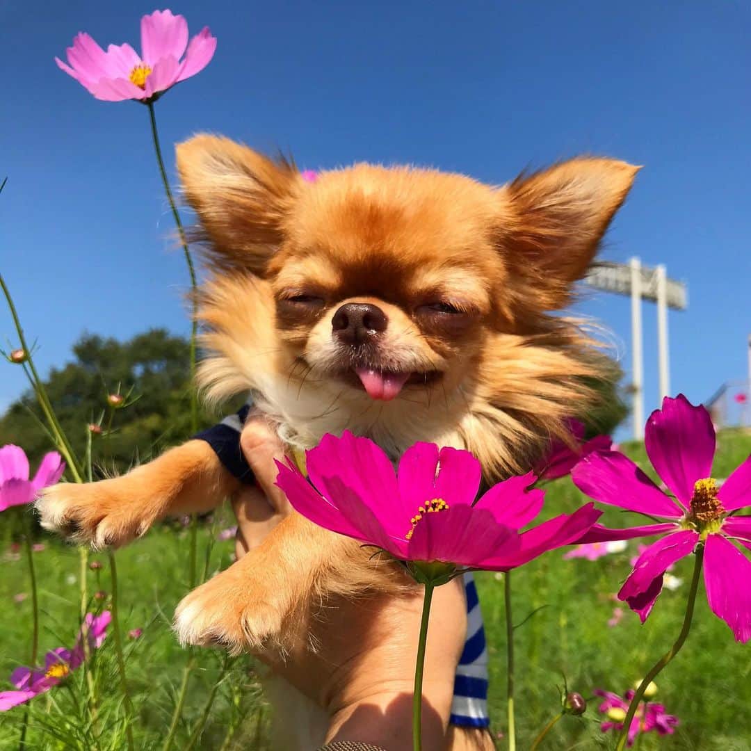 kayoのインスタグラム：「* * くりおとコスモス🌸 * * 何枚撮ってもこのお顔😂 * * kulio💗🌸 * * #コスモス #秋桜 * #chihuahua#chihuahualove#dogstgram#dog#instadog#チワワ#チワワ大好き * *」