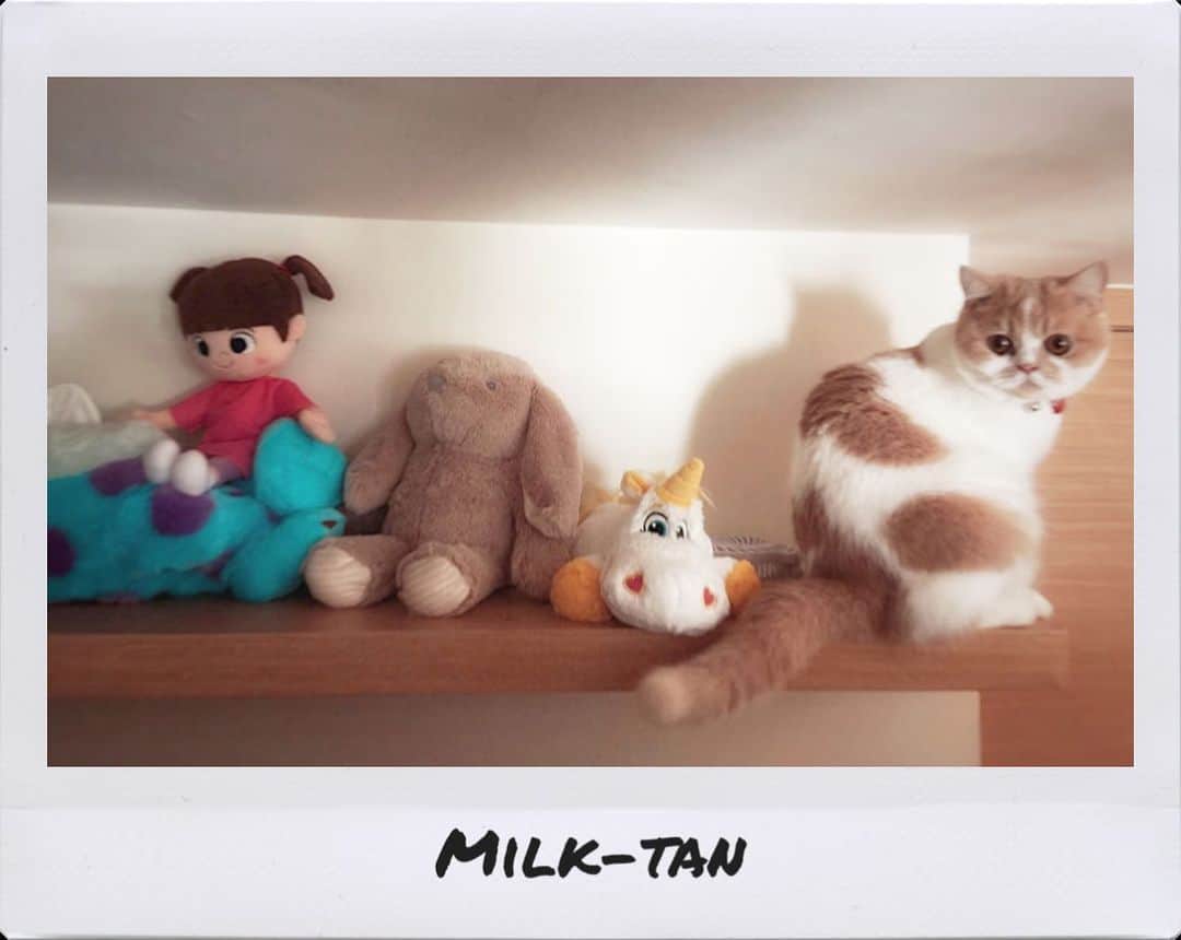 阿部マリアさんのインスタグラム写真 - (阿部マリアInstagram)「牛奶糖在哪裡～～🧸💭 みるくたんどこ〜〜🧸💭 #catstagram #みるくたん🐈」10月8日 13時18分 - _abedesu