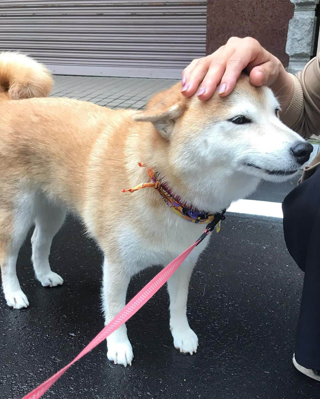 柴犬のモモさんのインスタグラム写真 - (柴犬のモモInstagram)「おはようございます。大好きなお姉さんに撫で撫でされて、美味しいおやつも食べました #いぬ #イヌ #犬 #柴犬 #赤柴 #日本犬 #犬バカ部 #ふわもこ部 #いぬら部 #癒しわんこ #柴犬マニア #犬のいる暮らし #口角キュキュッと部 #shiba #shibainu #shibadog #dogstagram #dogsofinstagram #shibastagram #shibasofinstagram #shibamania #inu #instadog #toyota_dog」10月8日 8時38分 - shi_ba_i_nu_momo