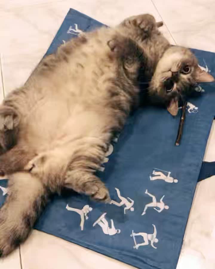 Pancakeのインスタグラム：「Cat guardian duty means I have to tease him everyday. Gladly. 😝 #catkote #cats #catlovers #catsconnect #catstagram #catsoninstagram #sgcats #pets #petlovers #pancake #petstagram #instacats #thedailykitten  #instagramcats #munchkincats #neko #ねこ #マンチカン」