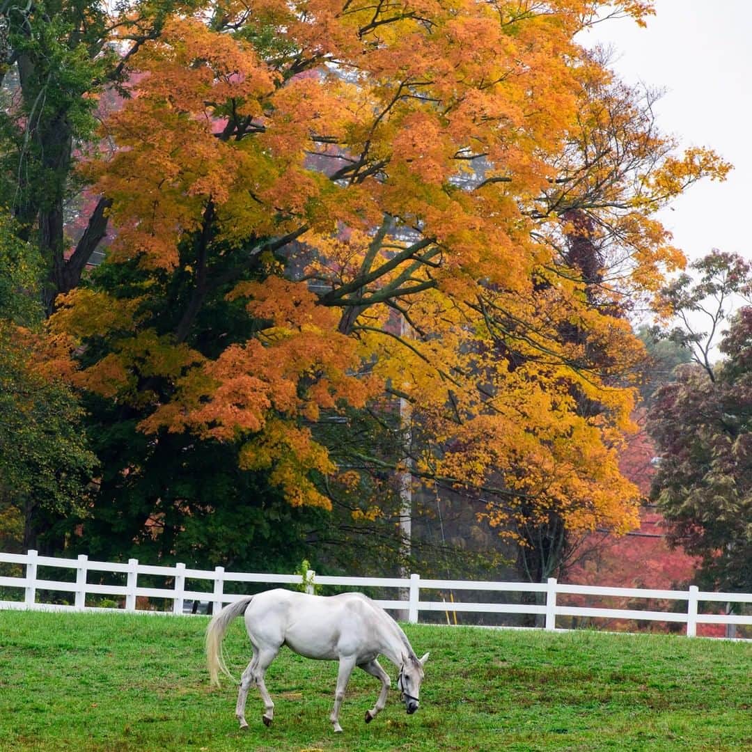 National Geographic Travelさんのインスタグラム写真 - (National Geographic TravelInstagram)「Photo by @BabakTafreshi | A horse walks through a pasture  on a late October day in Massachusetts. #newengland #massachusetts #northandoverma #fallfoliage」10月8日 9時06分 - natgeotravel