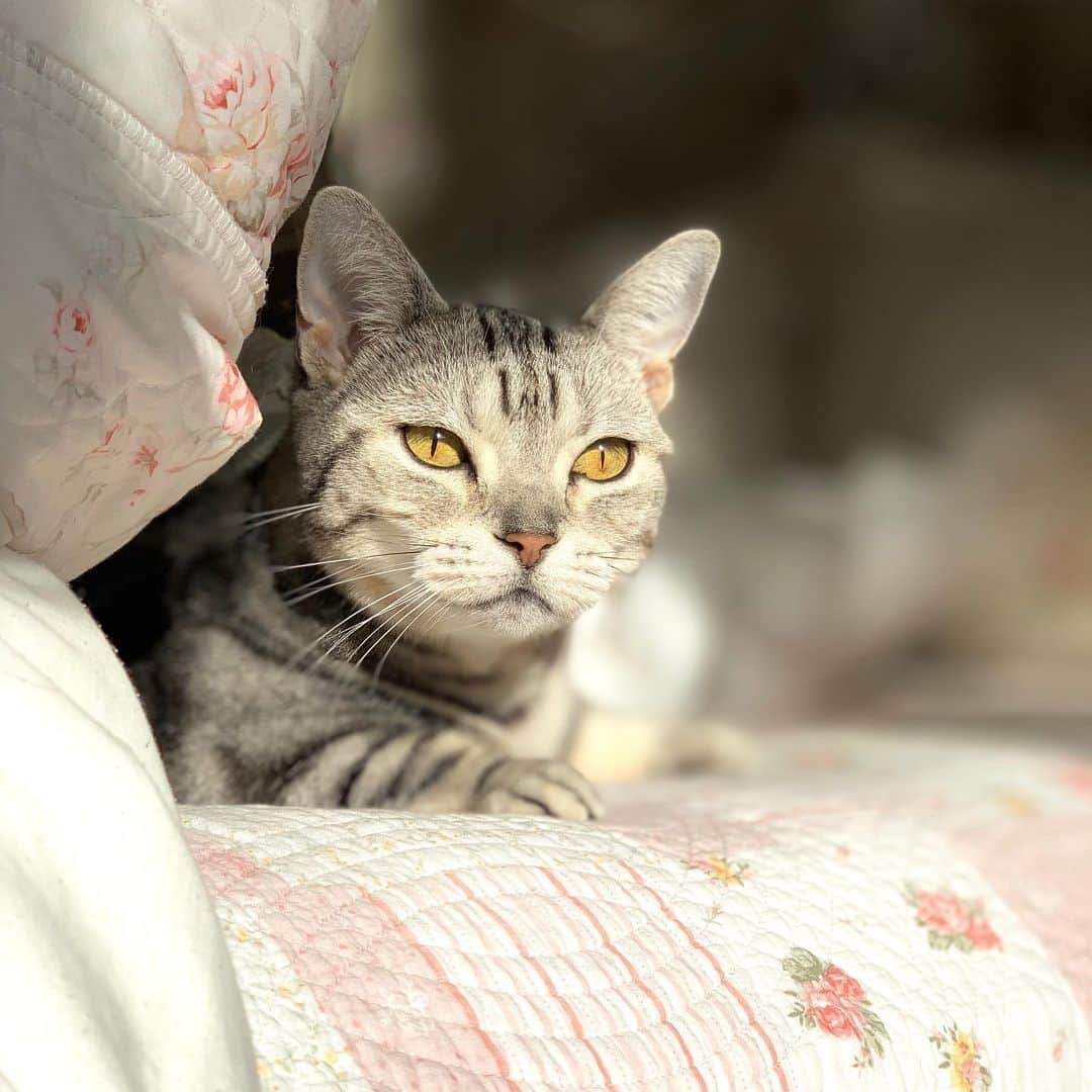 佐々木みすずのインスタグラム：「#マンチカン  #まんちかん  #マンチカン短足  #ねこ  #cat」