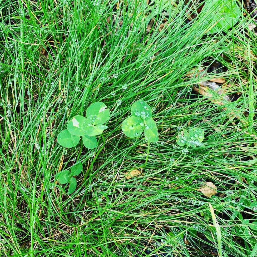 池辺愛さんのインスタグラム写真 - (池辺愛Instagram)「雨上がりの朝の草むら。 この写真を撮ったとき、草に連なっている水の玉の美しさになんだかやけに心を奪われました☺️✨ ・ ・ ・ #朝 #草むら #雨上がり #水の玉 #キラキラ #宝石みたい #美しい #実は #美しい景色はいつもすぐそばにある」10月8日 9時29分 - aiikebe