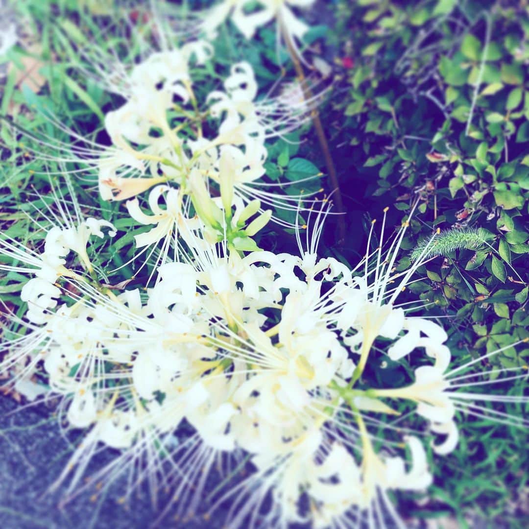中野敬久さんのインスタグラム写真 - (中野敬久Instagram)「#flower #flowersoflife #white #street #tuesday」10月8日 9時51分 - hirohisanakano