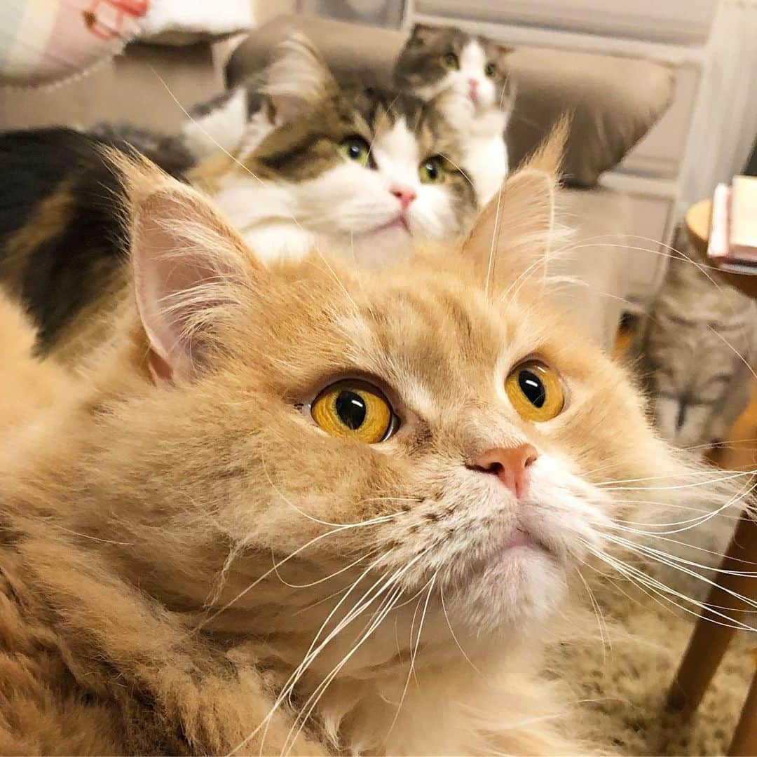 のインスタグラム：「🍡 triple😽😼😺 . . 3段重ねはなかなか難しいね🤨 . . #ペコねこ部#cottoncandy #ふわもこ部#もふもふ#ふわふわ#メインクーン#kitten#子猫#猫#maincoon_mix_marron#cutepetclub#catsofInstagram#Instacat#thedayrykitten#猫#cats #cat#豆まろん#ふわもこ部#ねこ部 #まん丸ねこ部#fluffy#fluffycat #スコティッシュフォールド#cats_of_instagram #Scottishfold #scottishfold_kikuhiko  #Scottishfold_mamechiyo#お団子 #猫団子#だんご」