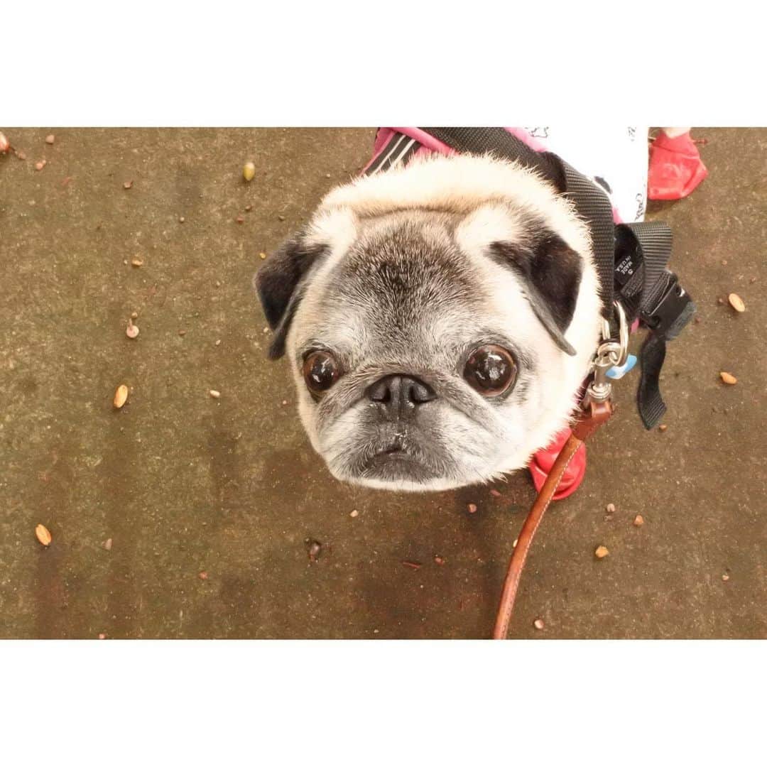 八兵衛のインスタグラム：「morning walk🐶 * *  #ほぼ黒パグ #おじいちゃん犬 #pug #puggy #puglife #puglove #petstagram #pugstagram #pugsofinstagram #pugs #dog #ふわもこ部  @igersjp #IGersJP #east_dog_japan #pecoイヌ部 #八兵衛 #はちべえ #朝ワンコ夕ニャンコ」