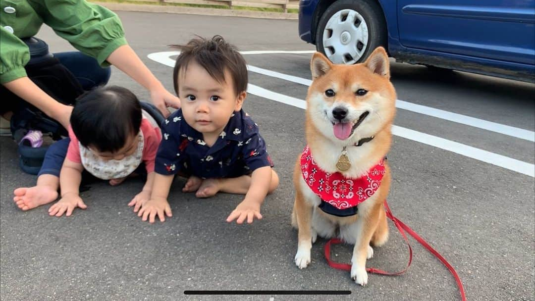 豆柴 サニーちゃんさんのインスタグラム写真 - (豆柴 サニーちゃんInstagram)「. . HELLO〜こんにちわん👶👶🐻💕 . 🐻はやてくん、まだ撮影してるから 動いちゃだめだよ〜 おやつもらえないよ🐾 . . 長崎の小ちゃいお友達が 遊びにきてくれました🥰 (ピンクの服が、ぎんちゃん ネイビーのシャツが、はやてくん) . ①おやつのためなら ②おやつまだかな〜 ③あ！はやてくん、動いていいの？ ④まだだよね？ ⑤ぎんちゃんのスゴっ❣️可愛い〜 ⑥はいはい、カメラ目線ね〜 ⑦みんなでいるとたのしいね〜 . . いっぱいなでなでしてくれてありがとう🐻💕 ママさん達もありがとうございました🌷 . . #さにたん九州大冒険 #アイランドナガサキ #赤ちゃんと豆柴 #はいはいレース #4足歩行のお友達 #ちびっこ軍団 #みんな可愛い💕 . #柴犬#豆柴 #赤柴 #まめしばいぬ#まめしば#いぬのきもち#ふわもこ部 #サンデイ#サンデイいぬ組#anicas#shiba_snap #shibainu #shiba#mameshiba #豆柴サニーちゃん」10月8日 11時24分 - sunny_rei_32