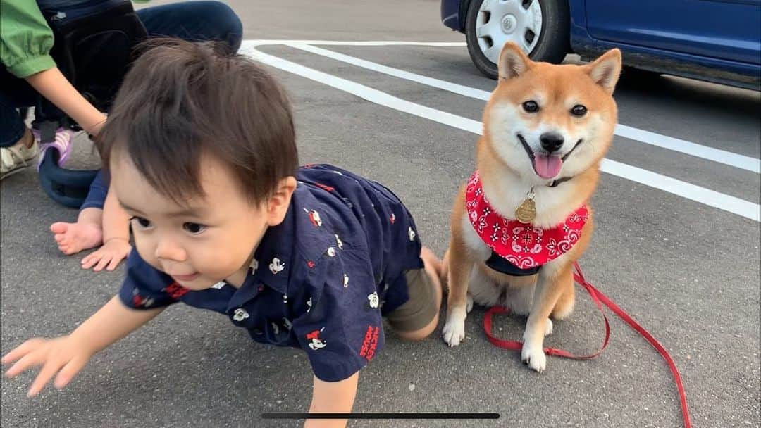 豆柴 サニーちゃんさんのインスタグラム写真 - (豆柴 サニーちゃんInstagram)「. . HELLO〜こんにちわん👶👶🐻💕 . 🐻はやてくん、まだ撮影してるから 動いちゃだめだよ〜 おやつもらえないよ🐾 . . 長崎の小ちゃいお友達が 遊びにきてくれました🥰 (ピンクの服が、ぎんちゃん ネイビーのシャツが、はやてくん) . ①おやつのためなら ②おやつまだかな〜 ③あ！はやてくん、動いていいの？ ④まだだよね？ ⑤ぎんちゃんのスゴっ❣️可愛い〜 ⑥はいはい、カメラ目線ね〜 ⑦みんなでいるとたのしいね〜 . . いっぱいなでなでしてくれてありがとう🐻💕 ママさん達もありがとうございました🌷 . . #さにたん九州大冒険 #アイランドナガサキ #赤ちゃんと豆柴 #はいはいレース #4足歩行のお友達 #ちびっこ軍団 #みんな可愛い💕 . #柴犬#豆柴 #赤柴 #まめしばいぬ#まめしば#いぬのきもち#ふわもこ部 #サンデイ#サンデイいぬ組#anicas#shiba_snap #shibainu #shiba#mameshiba #豆柴サニーちゃん」10月8日 11時24分 - sunny_rei_32