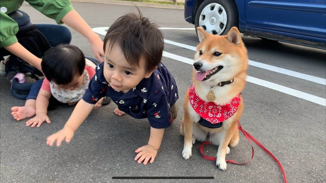 豆柴 サニーちゃんさんのインスタグラム写真 - (豆柴 サニーちゃんInstagram)「. . HELLO〜こんにちわん👶👶🐻💕 . 🐻はやてくん、まだ撮影してるから 動いちゃだめだよ〜 おやつもらえないよ🐾 . . 長崎の小ちゃいお友達が 遊びにきてくれました🥰 (ピンクの服が、ぎんちゃん ネイビーのシャツが、はやてくん) . ①おやつのためなら ②おやつまだかな〜 ③あ！はやてくん、動いていいの？ ④まだだよね？ ⑤ぎんちゃんのスゴっ❣️可愛い〜 ⑥はいはい、カメラ目線ね〜 ⑦みんなでいるとたのしいね〜 . . いっぱいなでなでしてくれてありがとう🐻💕 ママさん達もありがとうございました🌷 . . #さにたん九州大冒険 #アイランドナガサキ #赤ちゃんと豆柴 #はいはいレース #4足歩行のお友達 #ちびっこ軍団 #みんな可愛い💕 . #柴犬#豆柴 #赤柴 #まめしばいぬ#まめしば#いぬのきもち#ふわもこ部 #サンデイ#サンデイいぬ組#anicas#shiba_snap #shibainu #shiba#mameshiba #豆柴サニーちゃん」10月8日 11時24分 - sunny_rei_32