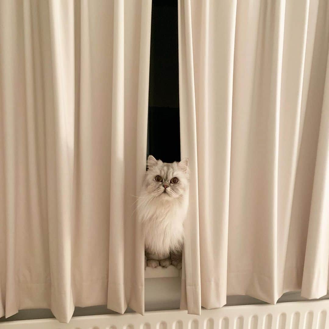 Milkshake the Catのインスタグラム：「Are you asleep yet?」